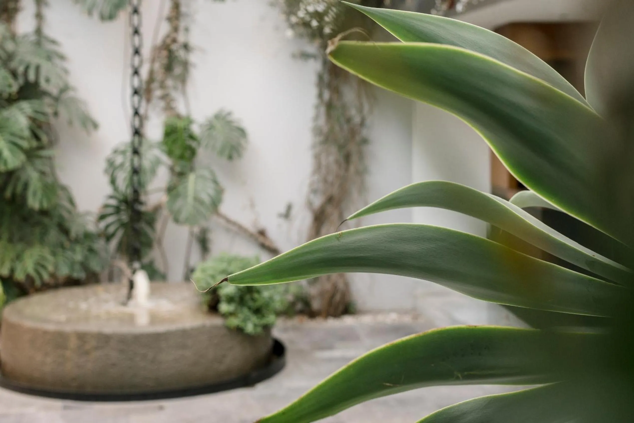 Garden in Hotel Matilda, a Member of Design Hotels