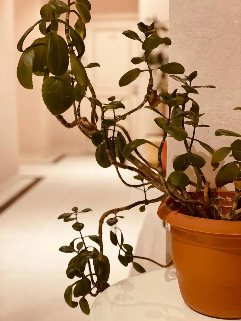 Decorative detail in Seven Boutique Hotel Baku