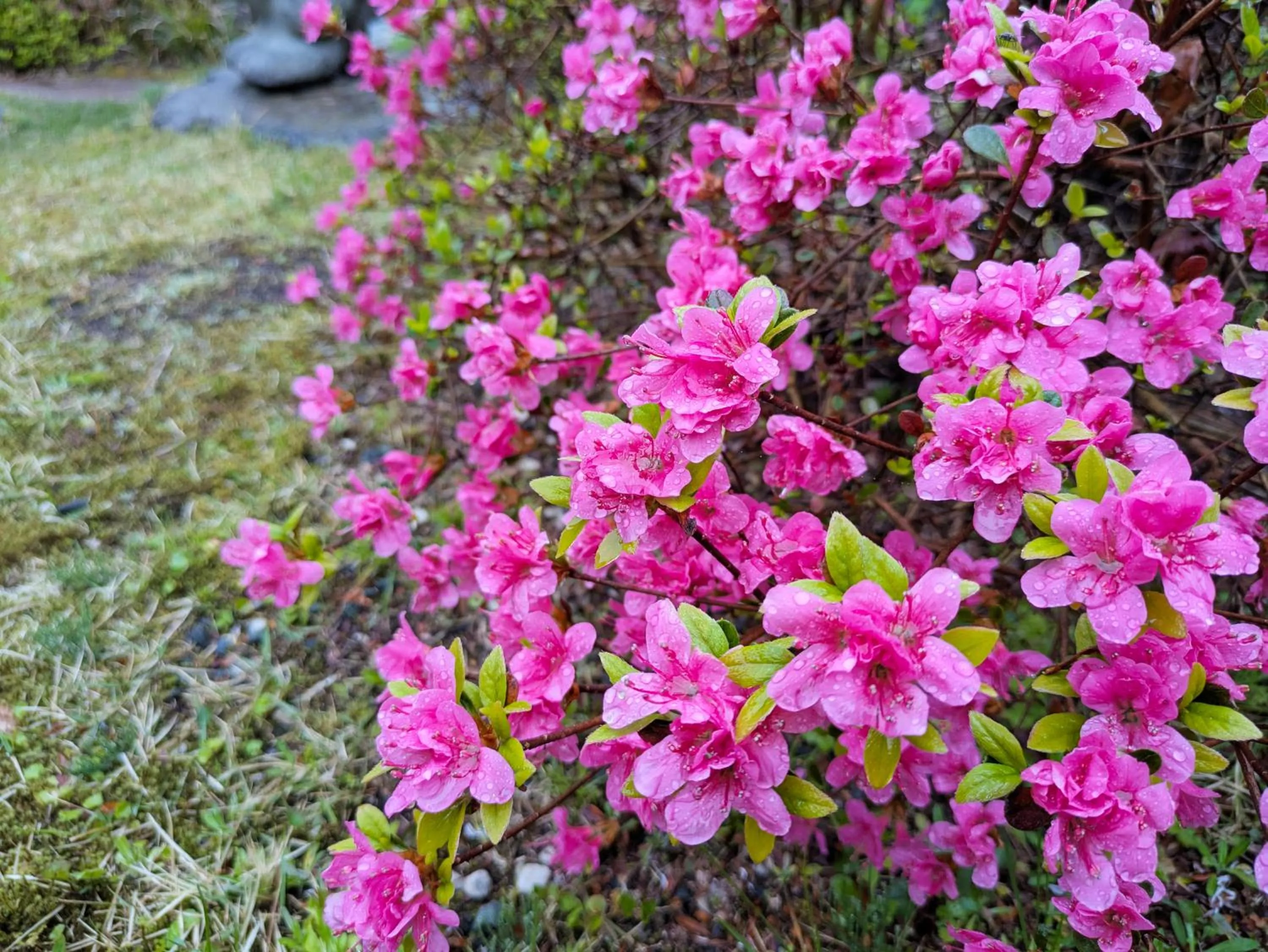 Garden in Itoen Hotel Shima