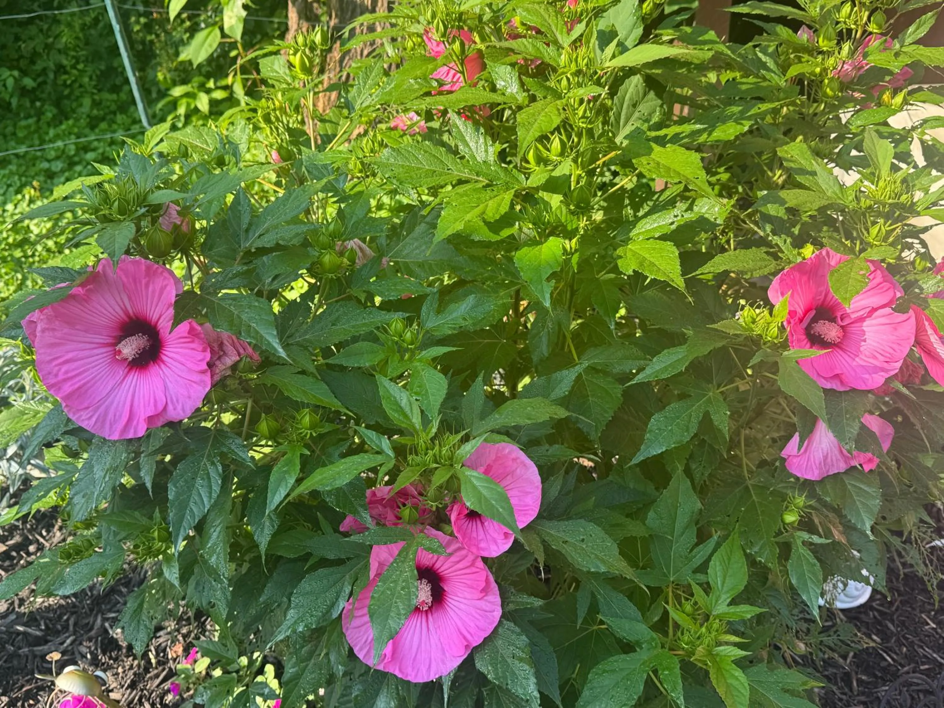 Spring in Log Cabin in the Field