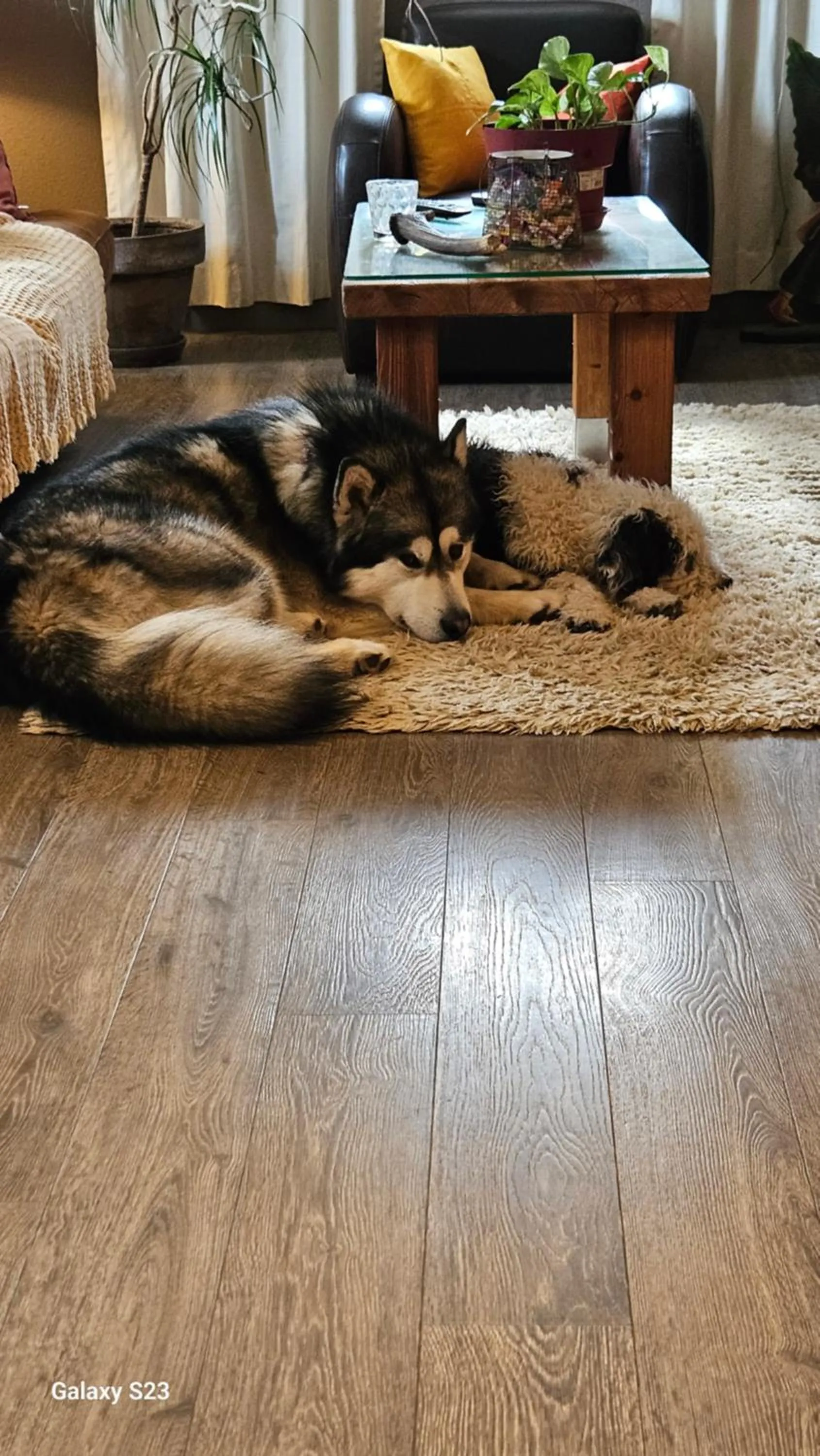 Pets in Hôtel du Haut Koenigsbourg- entre vignes et château