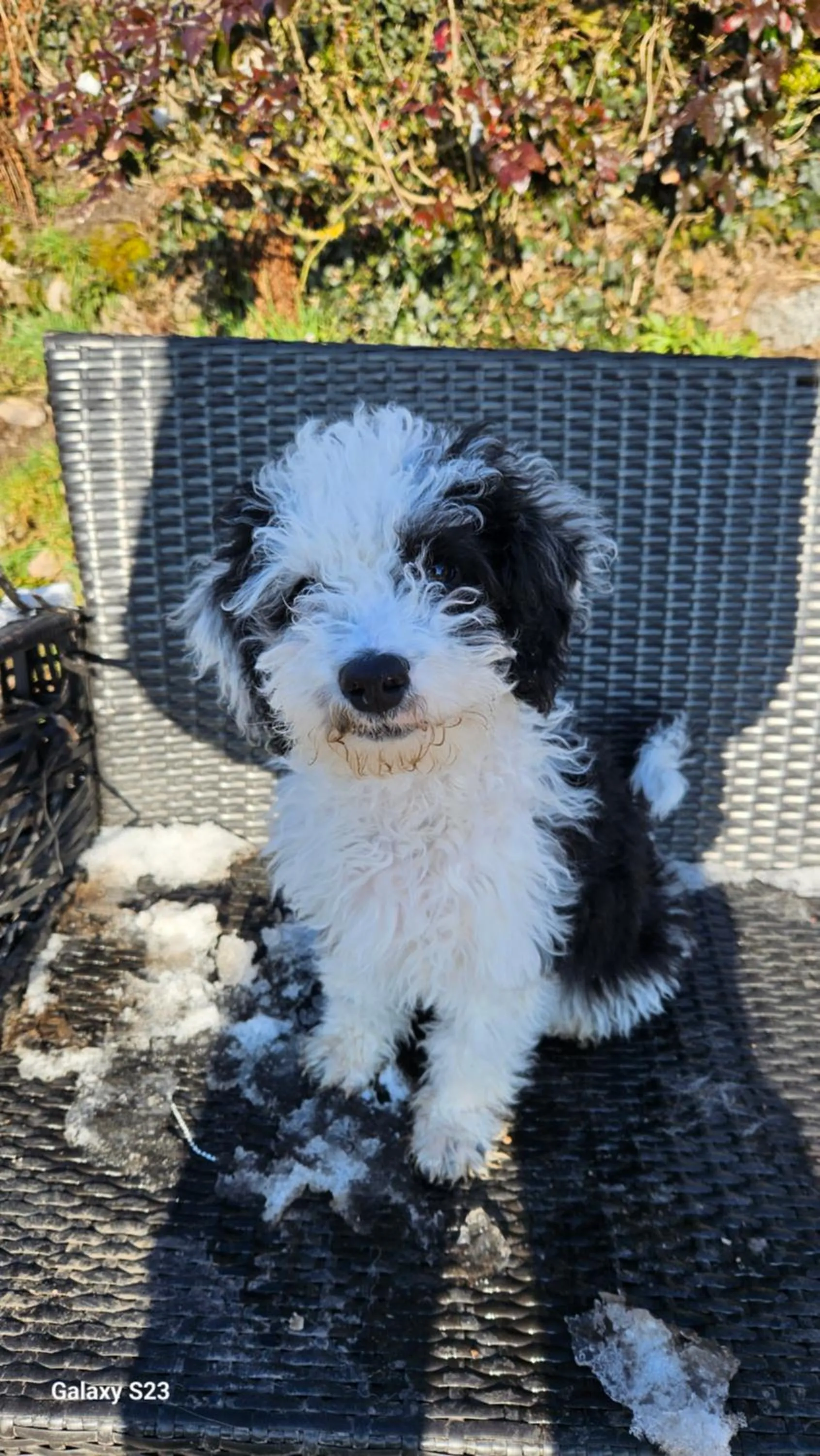 Pets in Hôtel du Haut Koenigsbourg- entre vignes et château