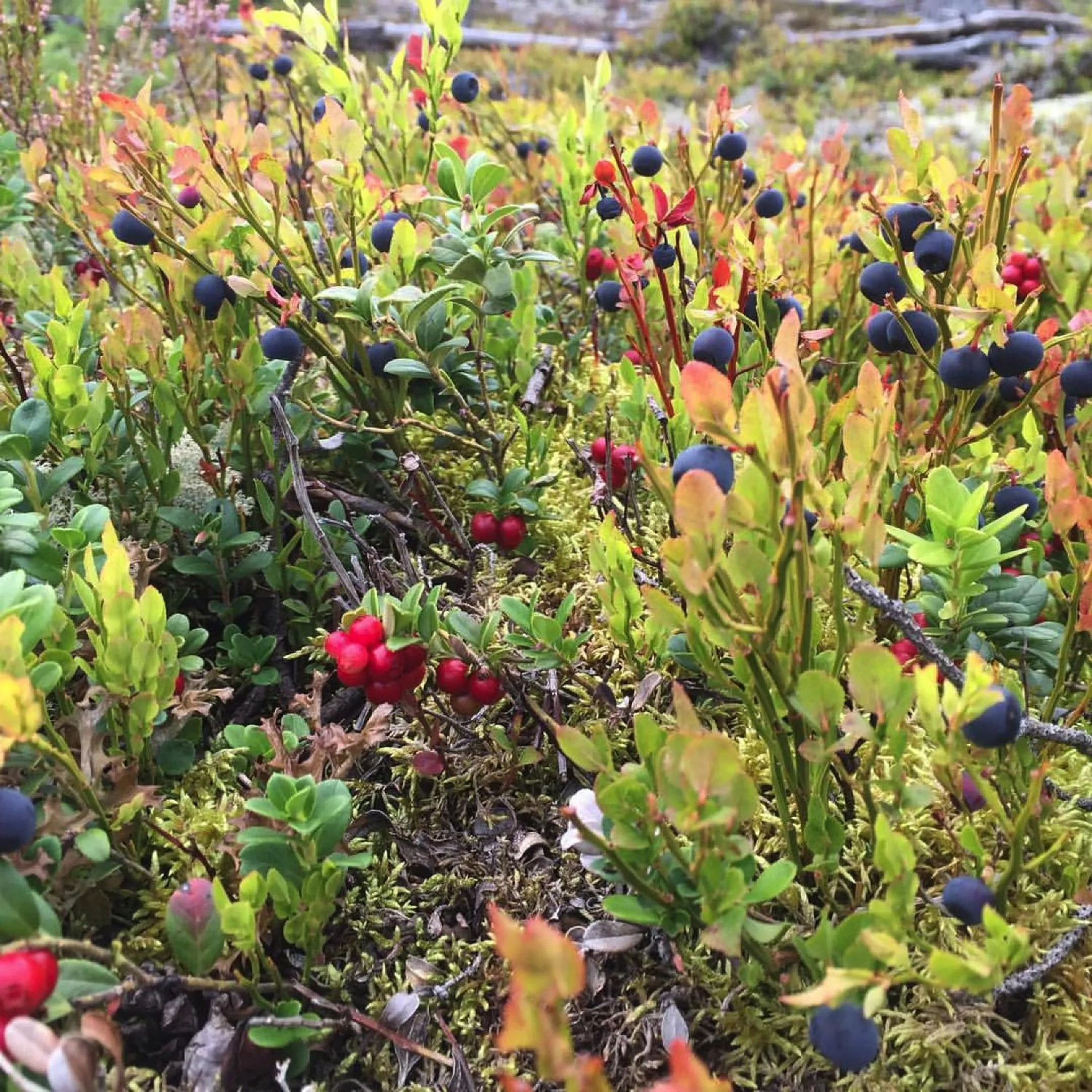 Hiking in Sandviken Camping