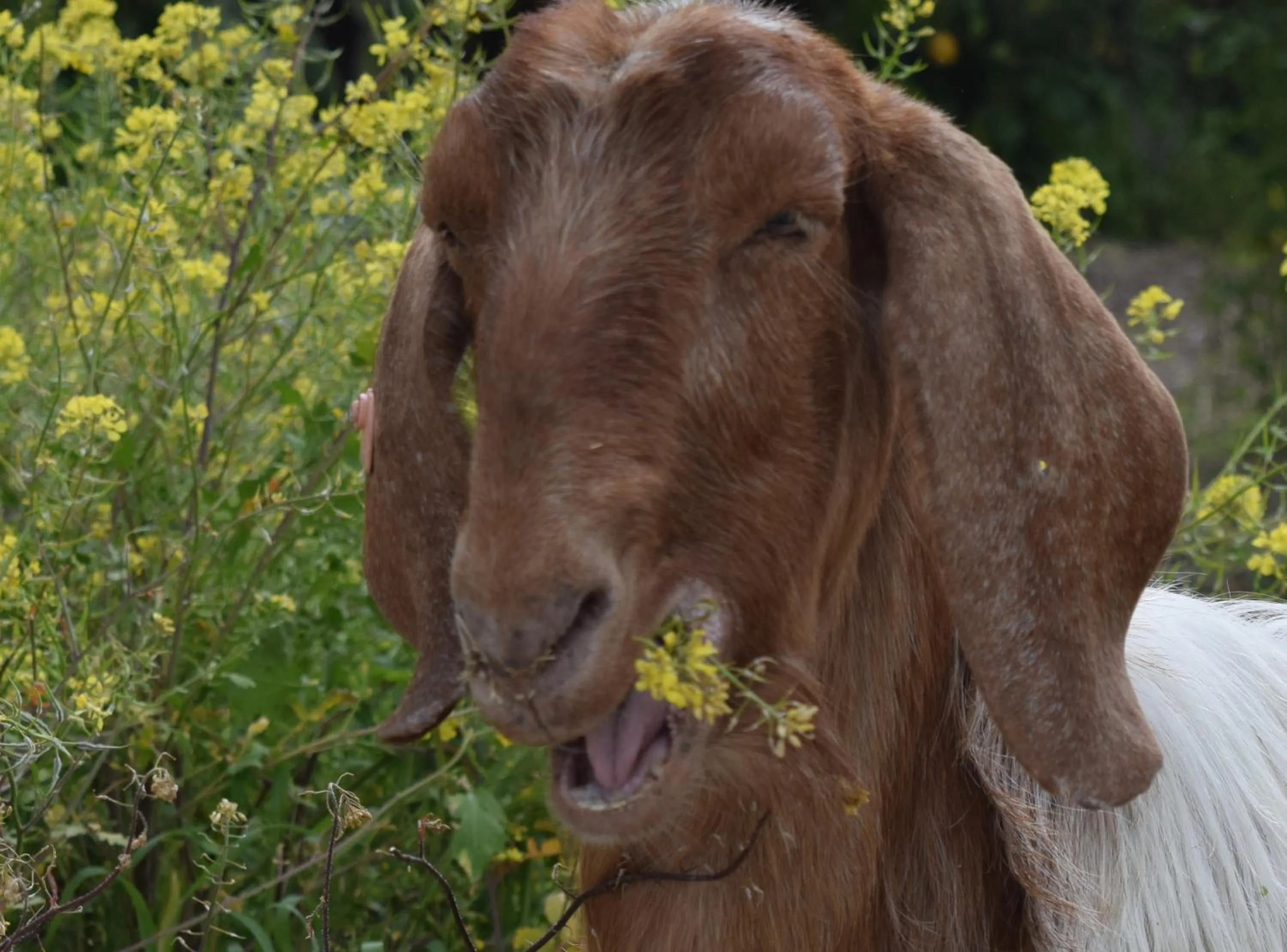 Animals in Lasa Heights Hotel