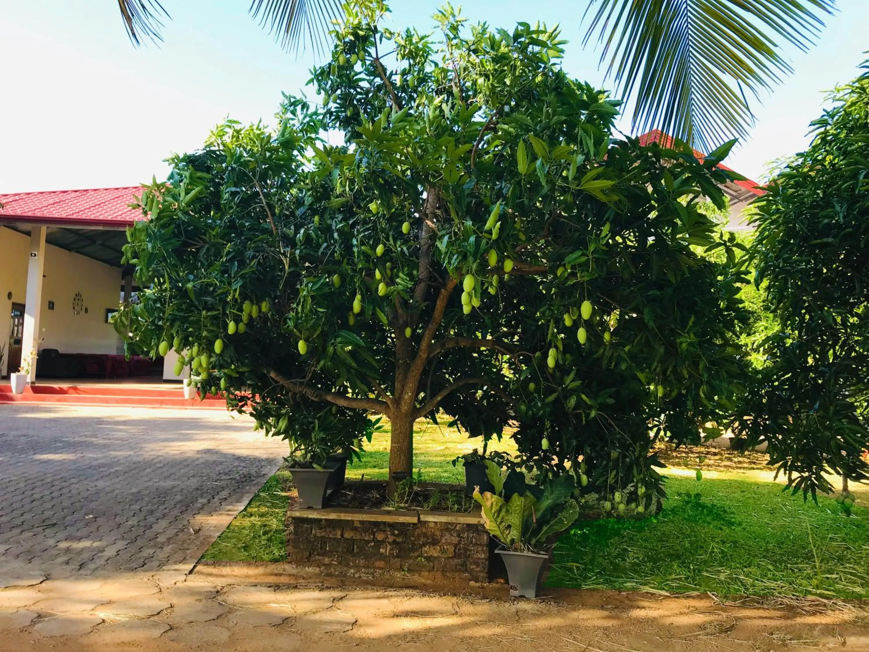 Garden in Rivonway Hotel Polonnaruwa