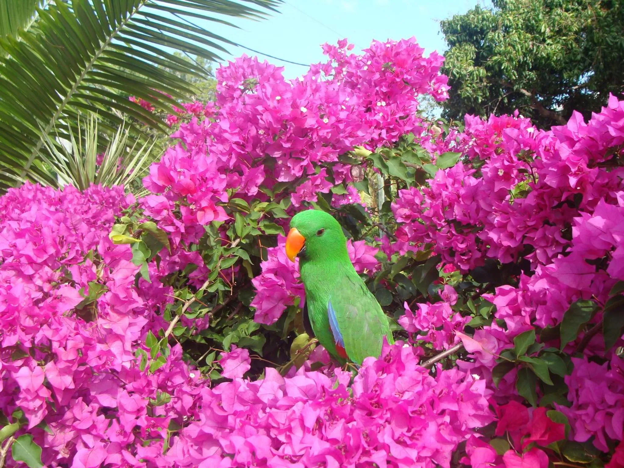 Animals in Villa Marine Holiday Apartments Cairns