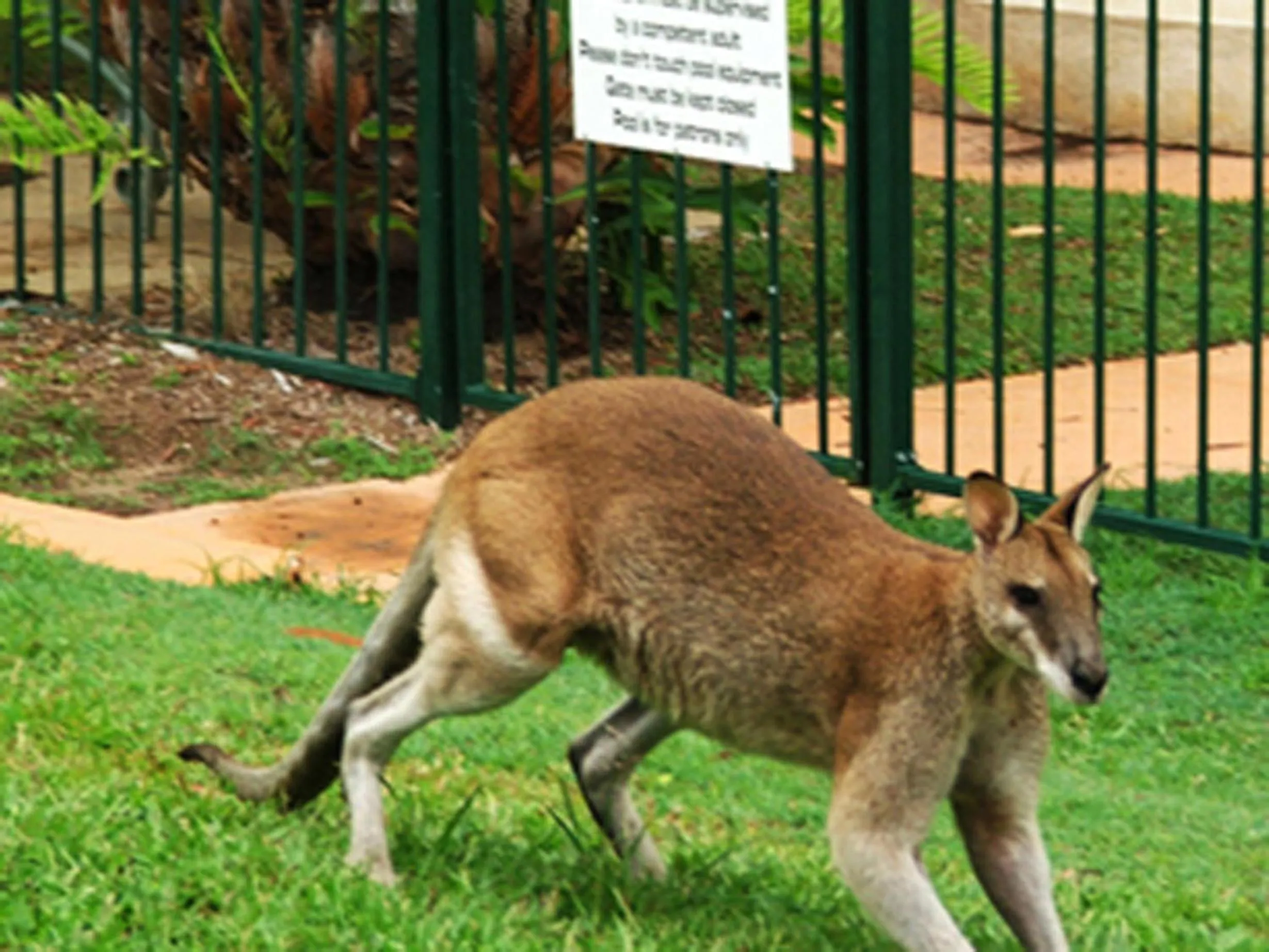 Animals in Villa Marine Holiday Apartments Cairns