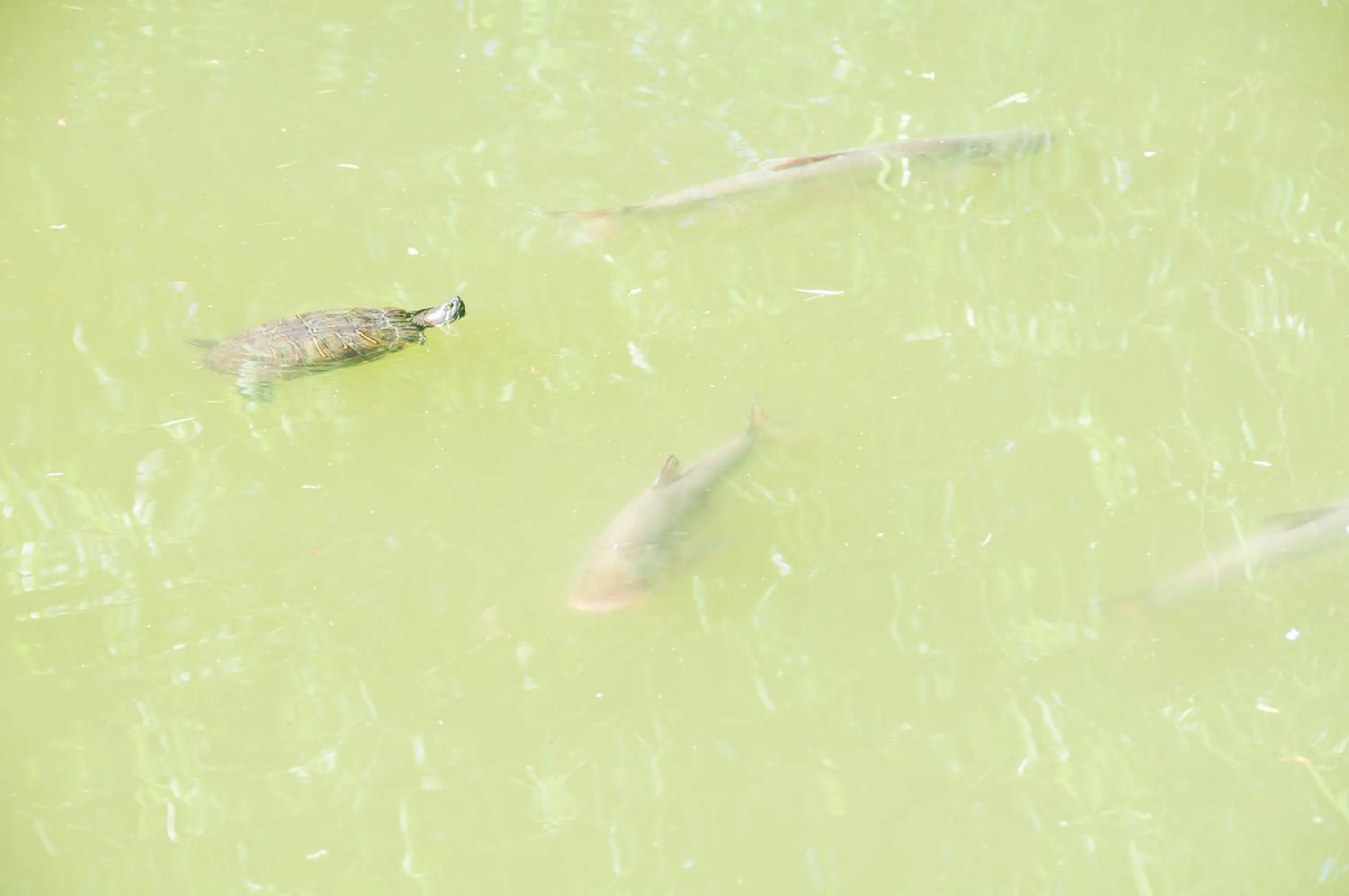 Fishing in Hotel President