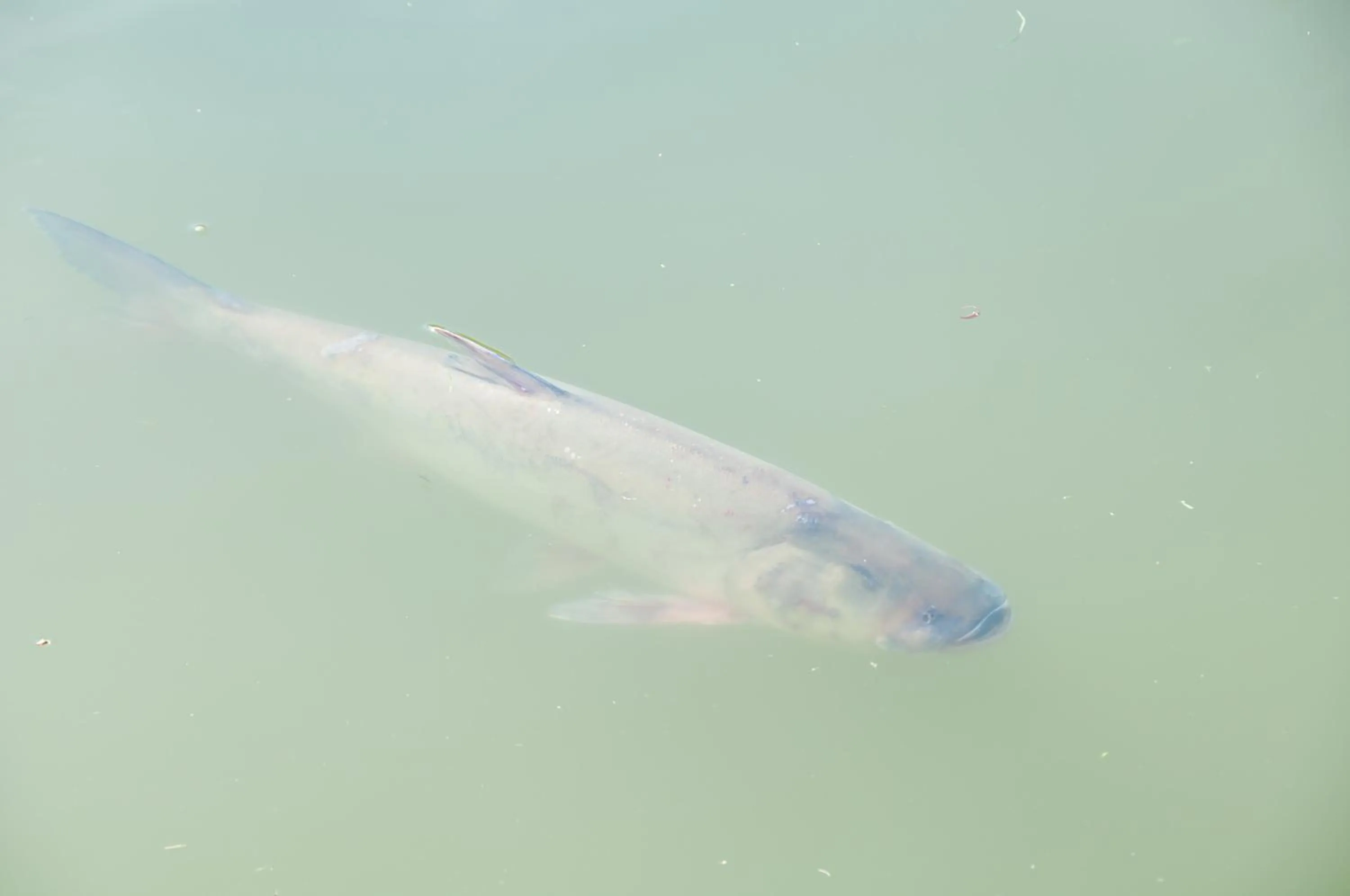 Fishing in Hotel President