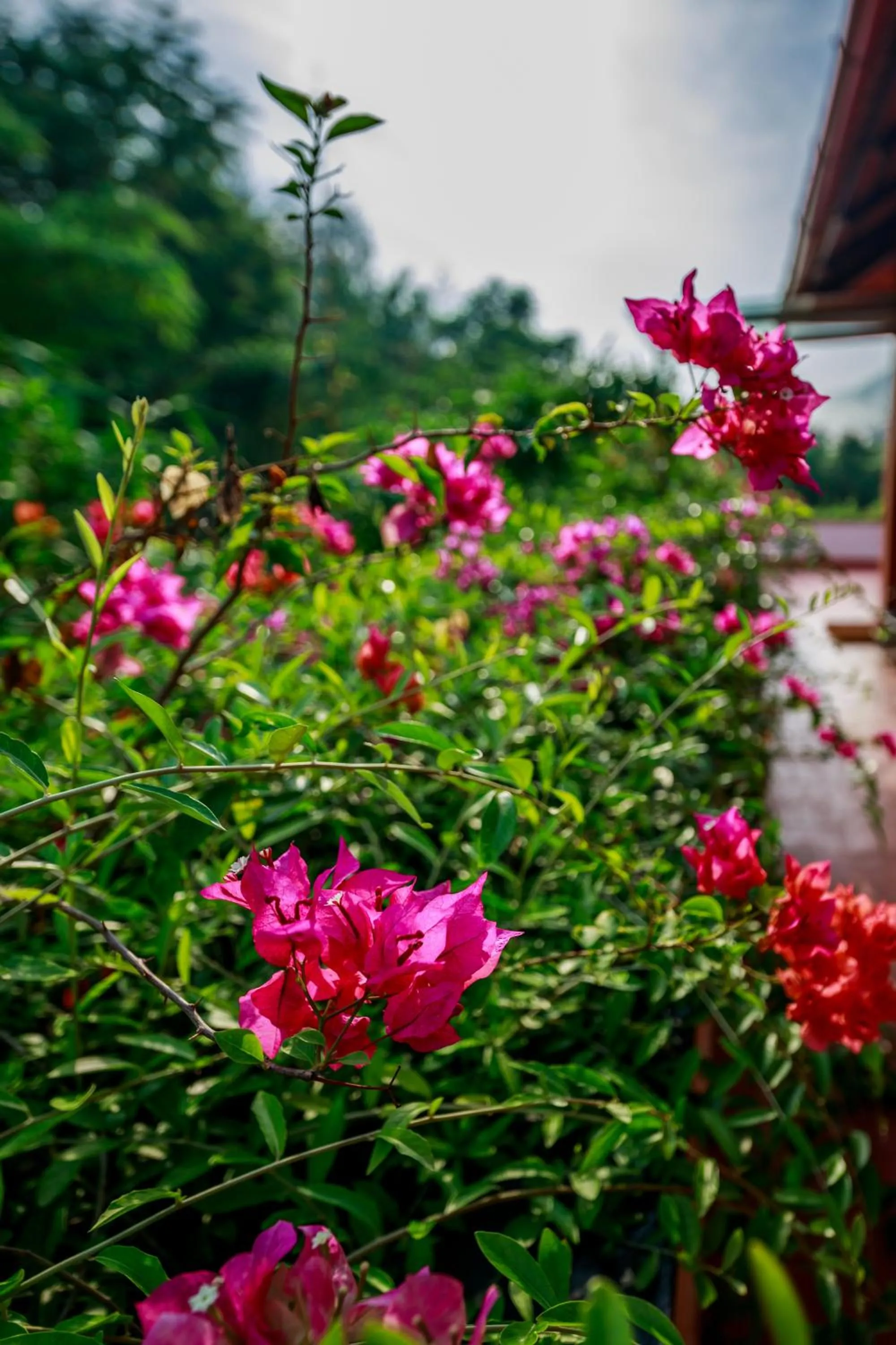 Garden in SR Jungle Resort