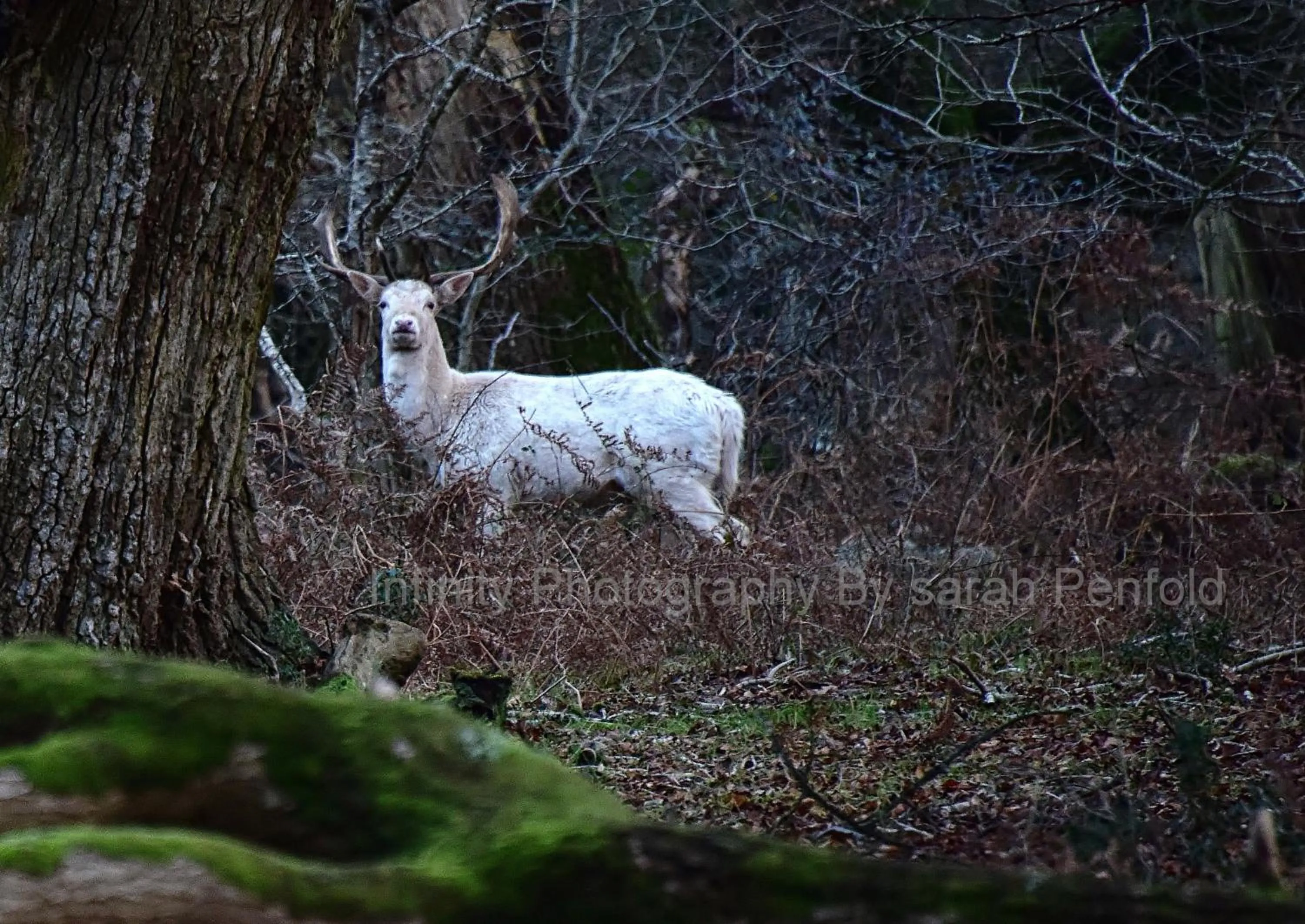 Animals in Rosedale Bed and Breakfast
