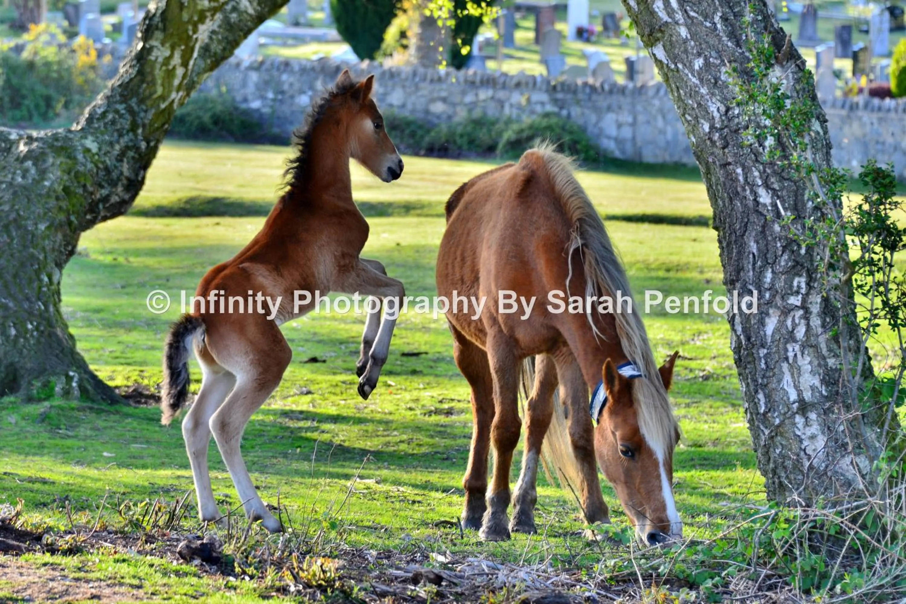 Animals in Rosedale Bed and Breakfast
