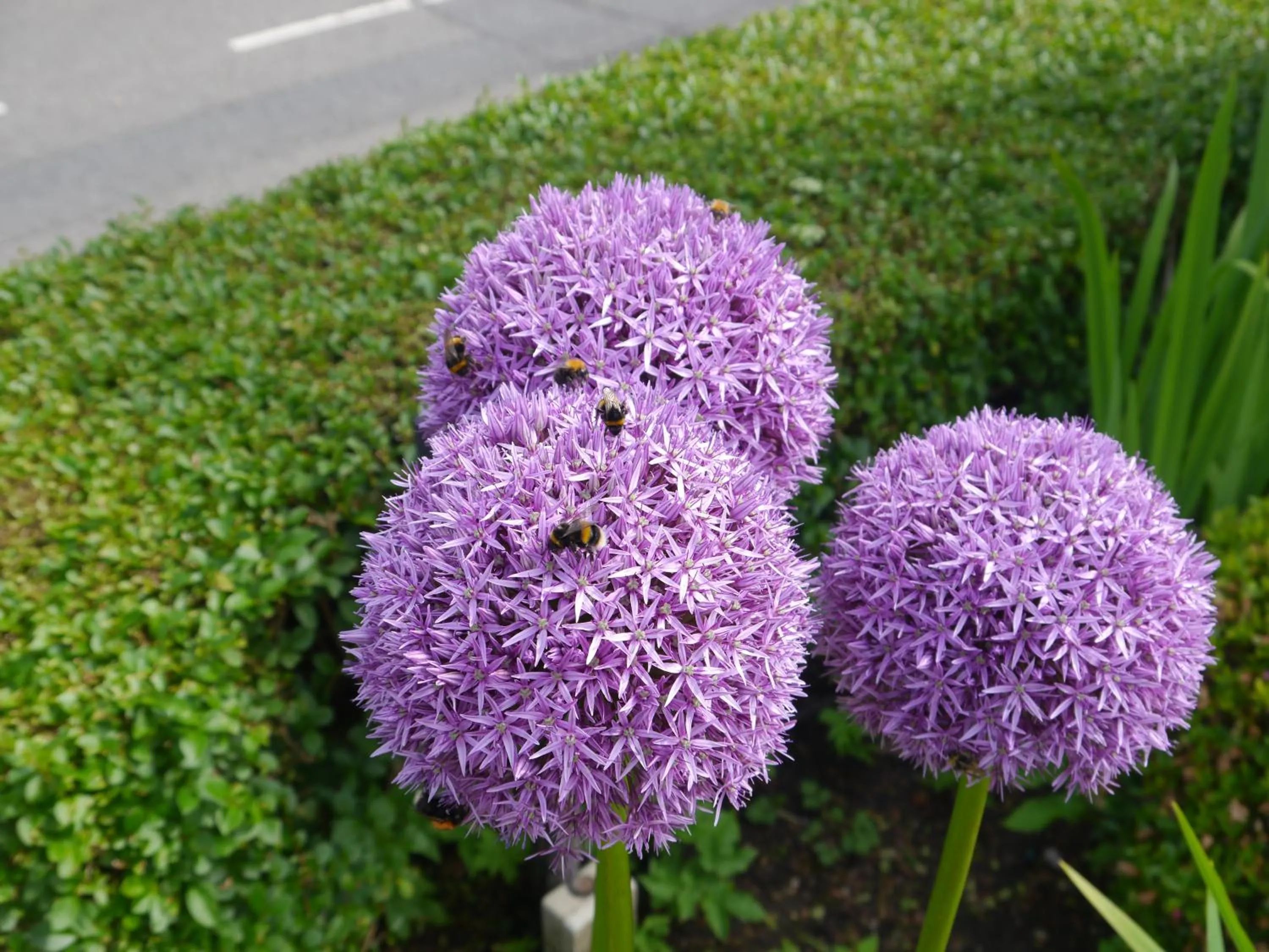 Garden in Hawksmoor Guest House