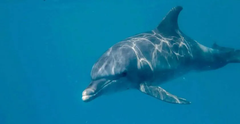 Snorkeling in Kivulini Lodge and Restaurant