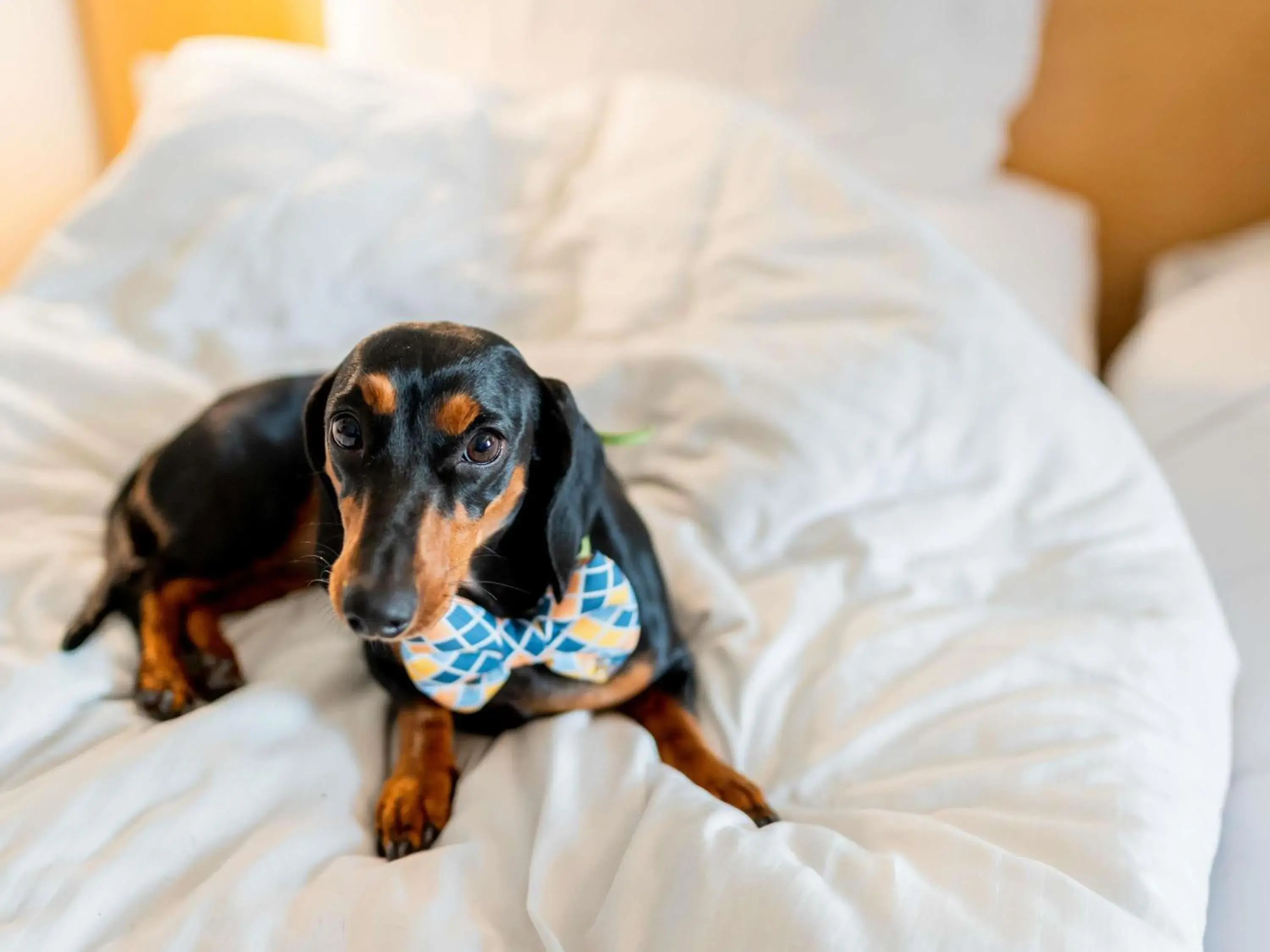 Bedroom, Bed in Ibis Guadalajara Expo Bedroom, Bed in Ibis Guadalajara Expo