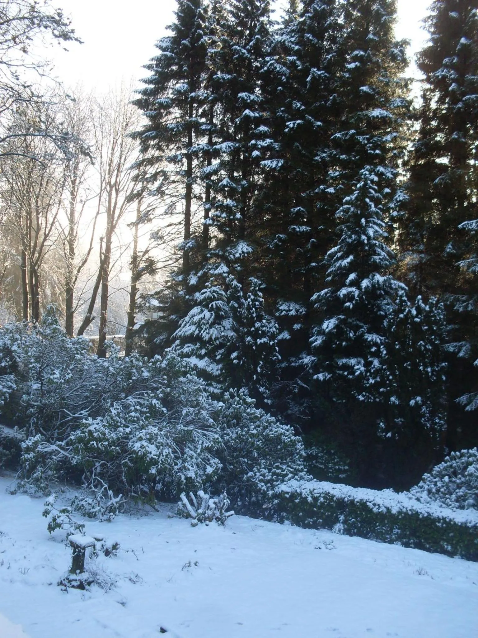 lyne view, log cabin