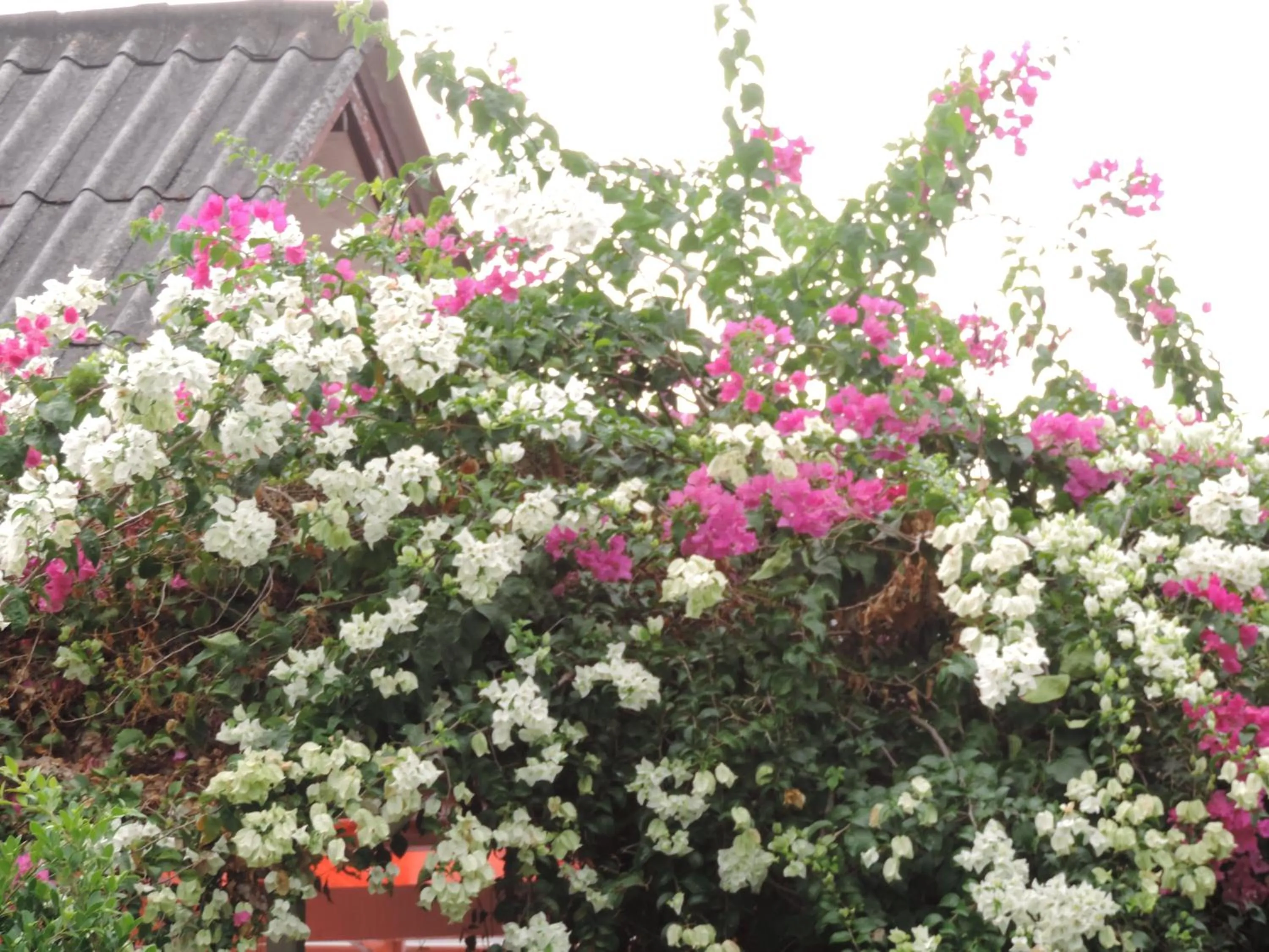 Blue Paradise Residence