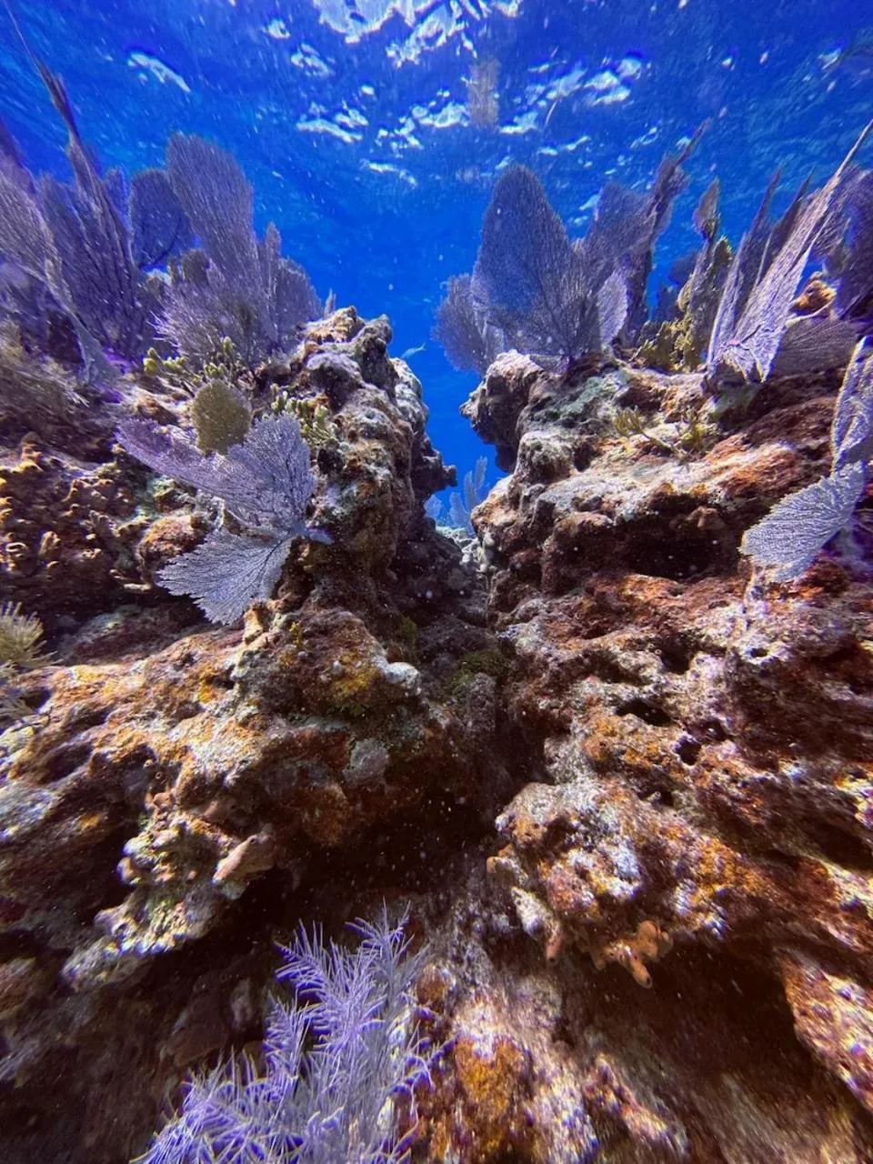 Snorkeling in Bayside Inn Key Largo