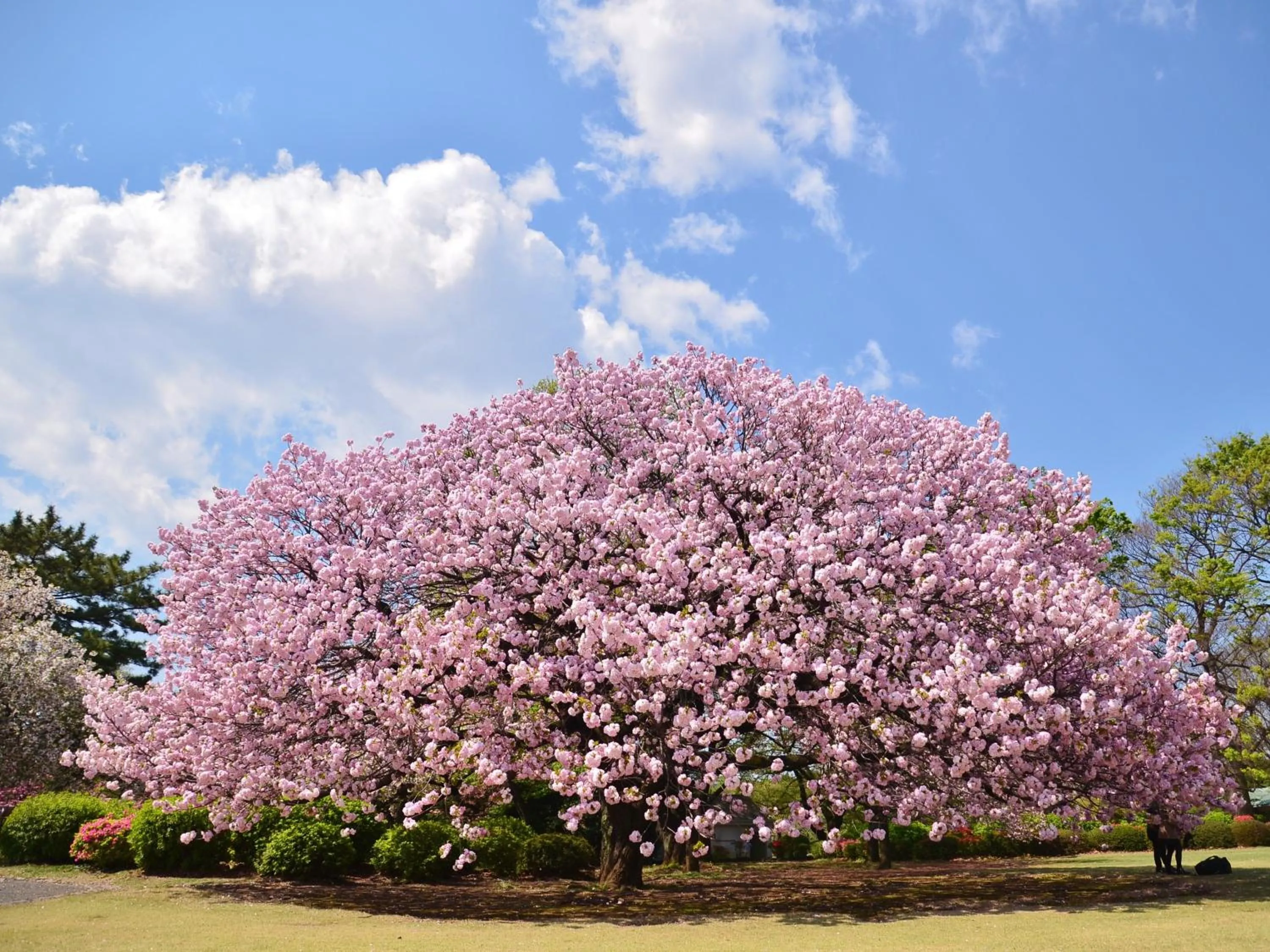 Off site in Hotel Resol Ikebukuro