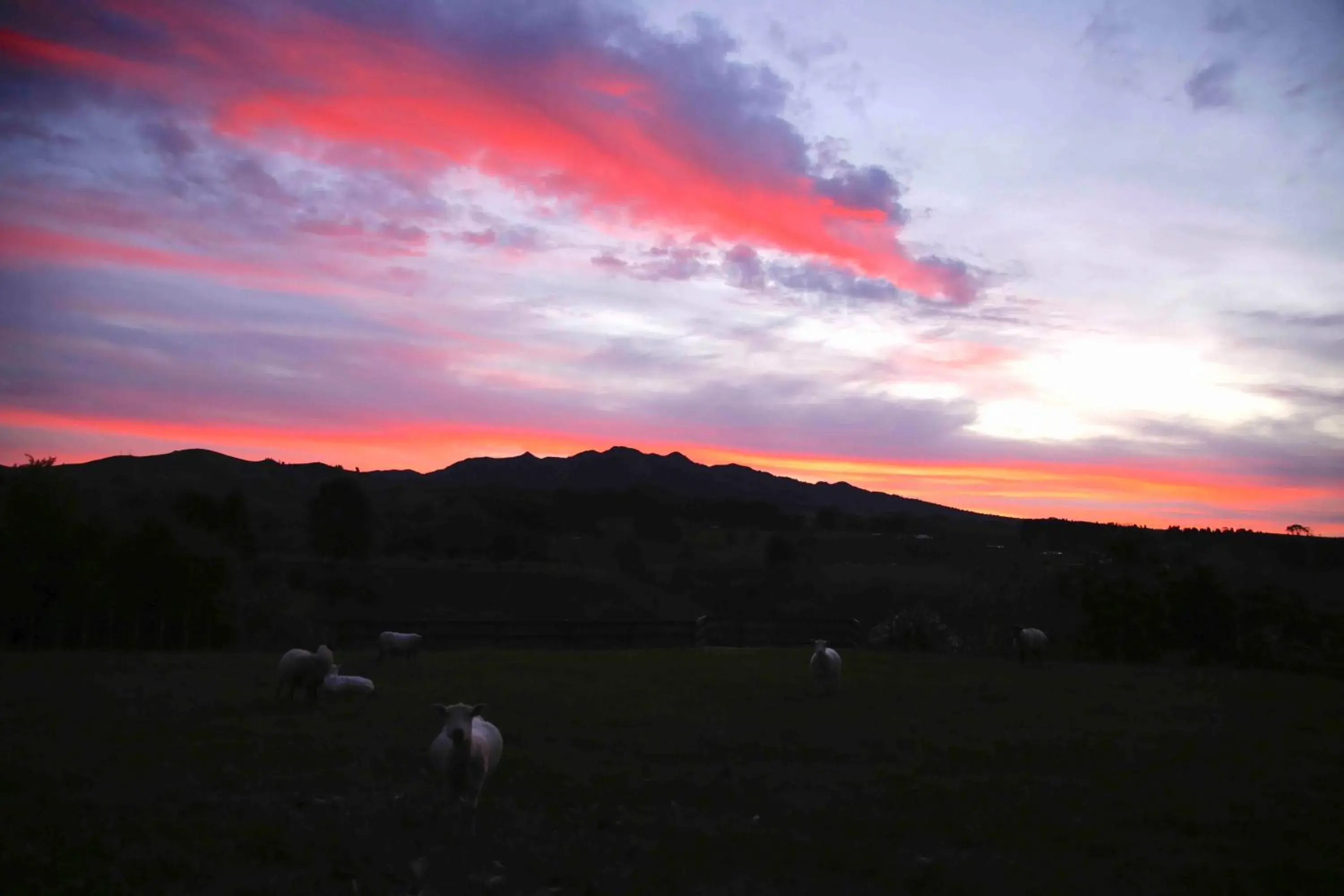 Animals in Somersal Bed & Breakfast Animals in Somersal Bed & Breakfast