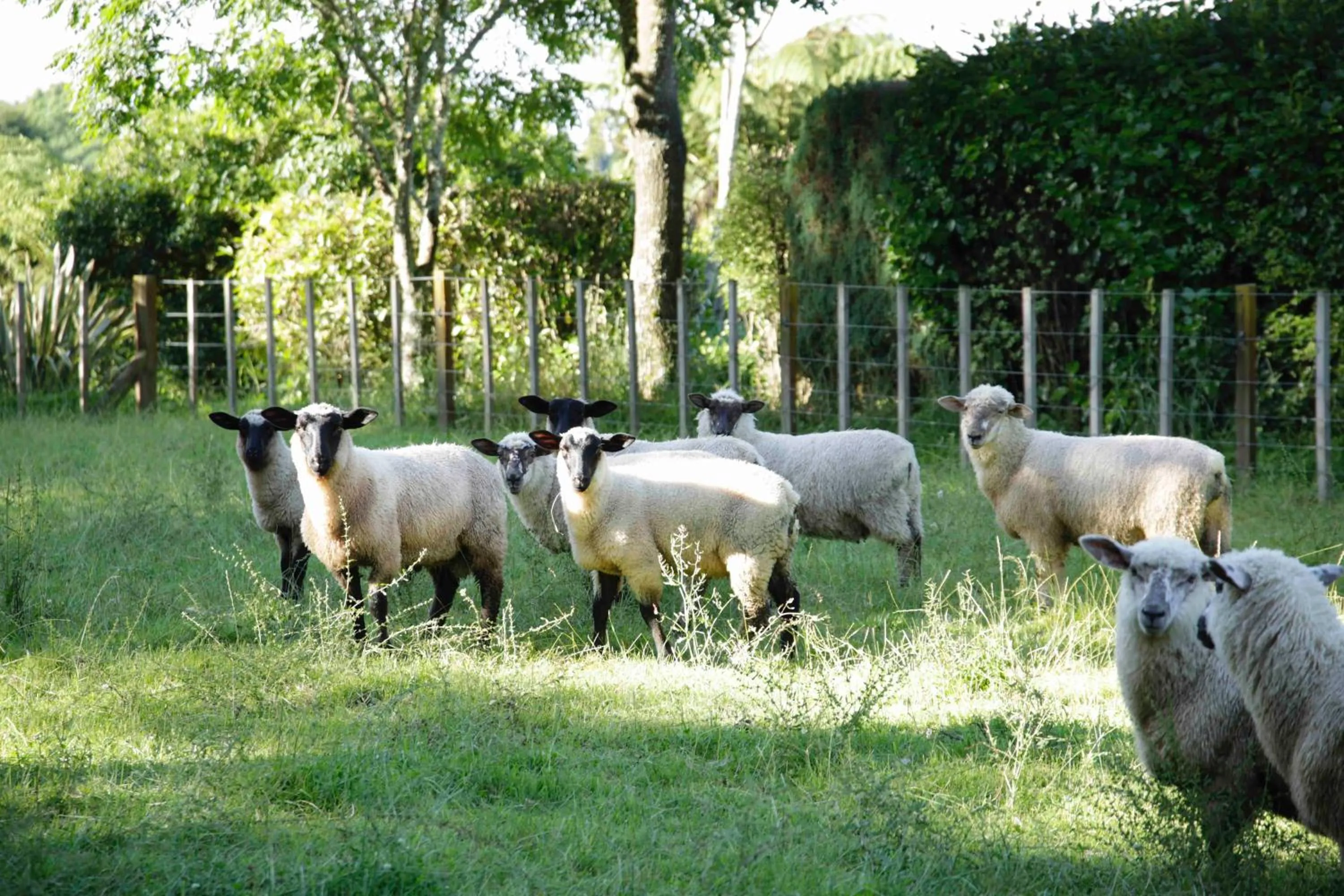 Animals in Somersal Bed & Breakfast