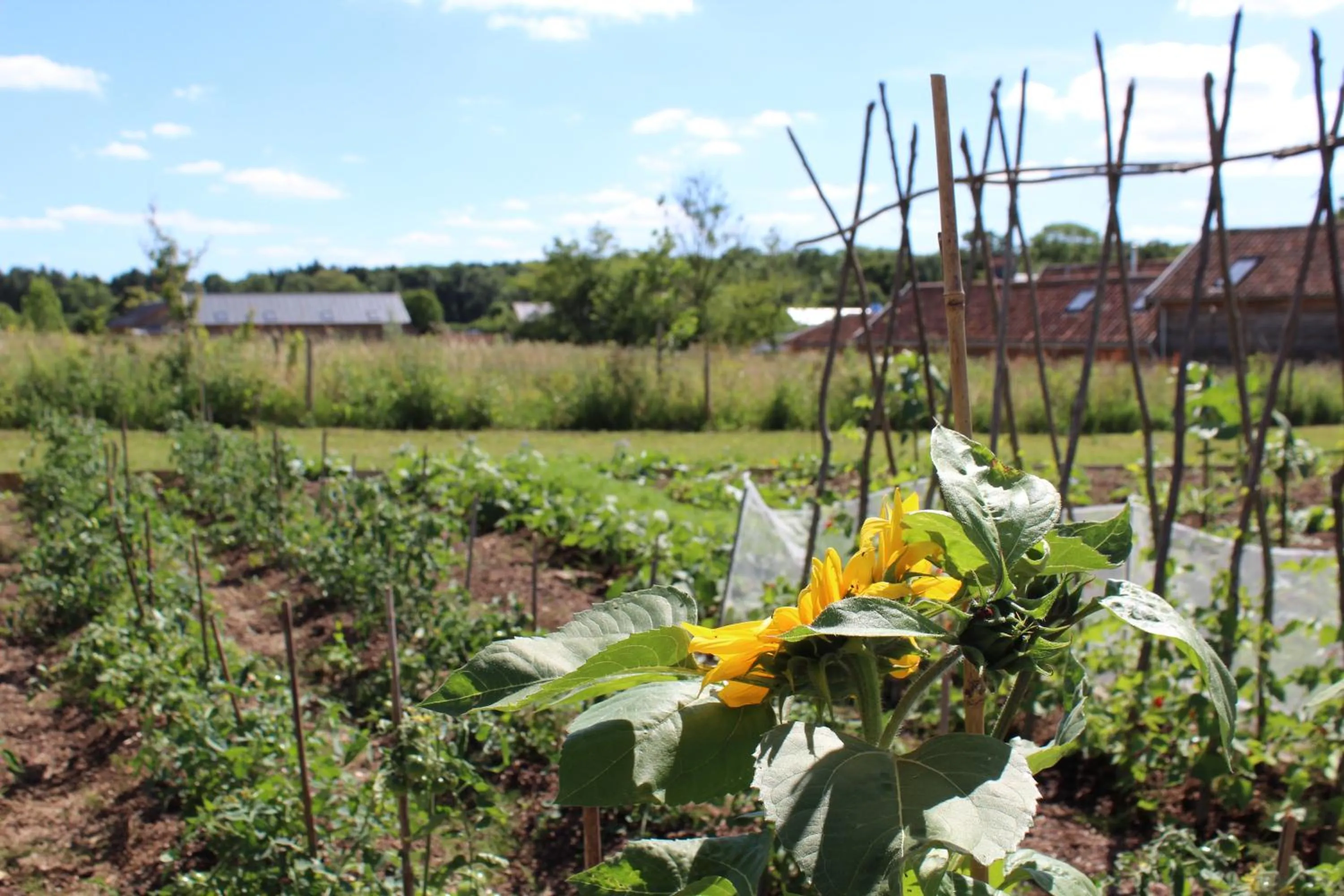 Garden in Retreat East