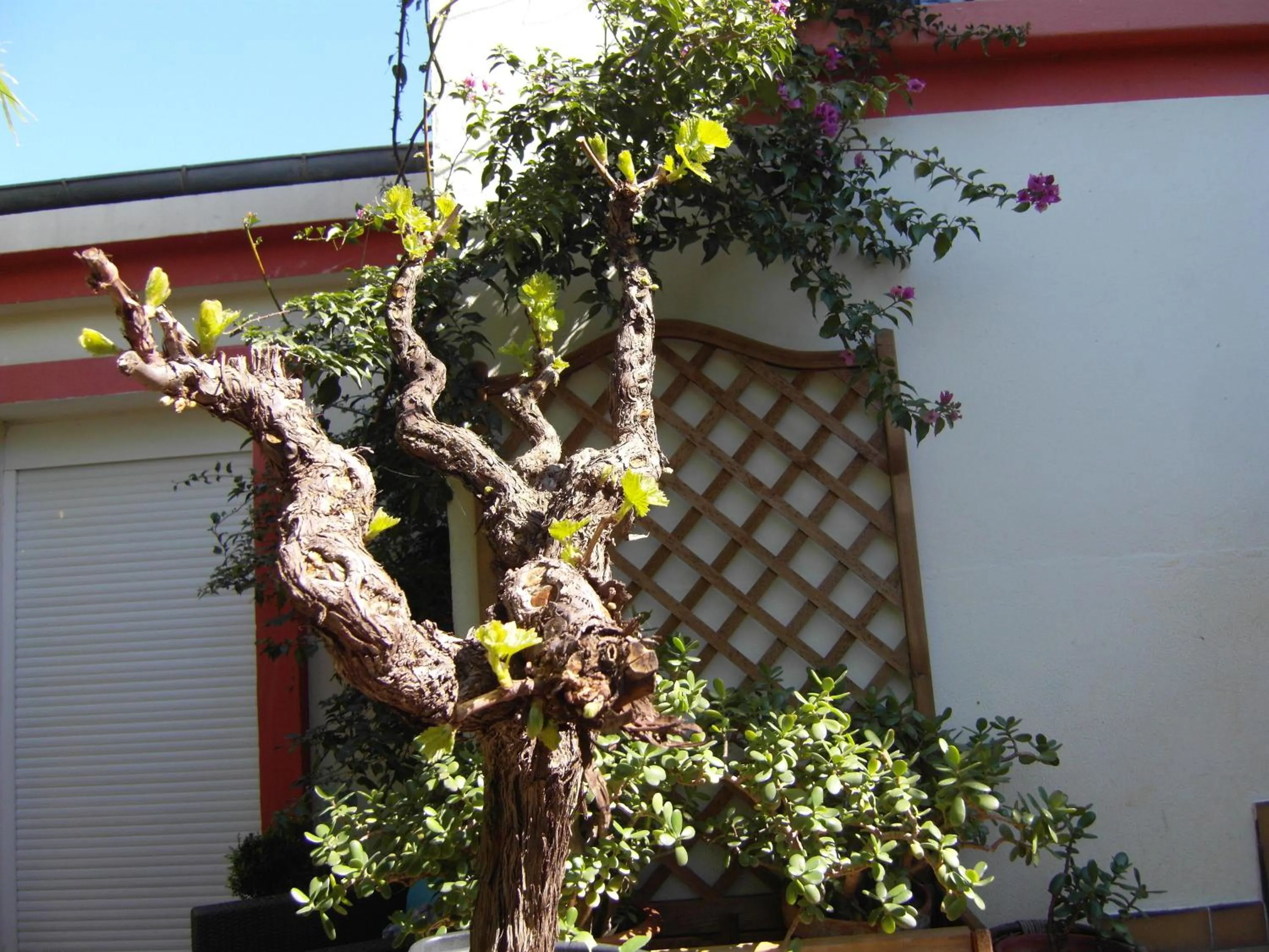 Garden in Cielito Lindo