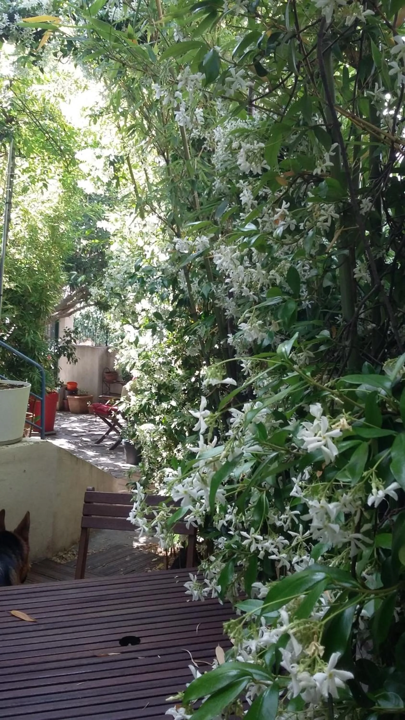 Garden view in Cielito Lindo