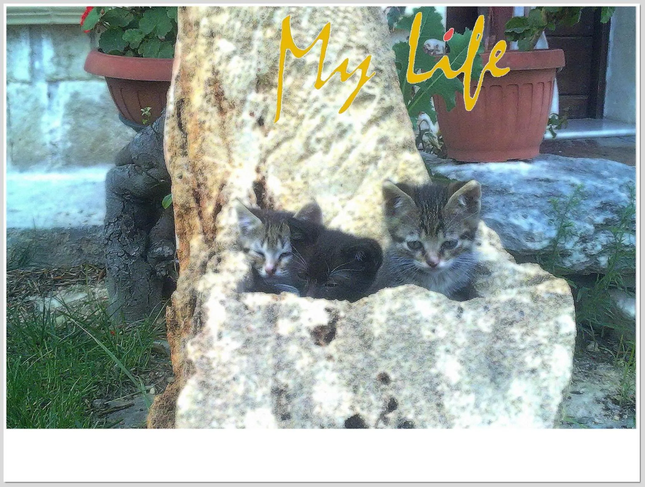 Pets in MyLife B&B Country House