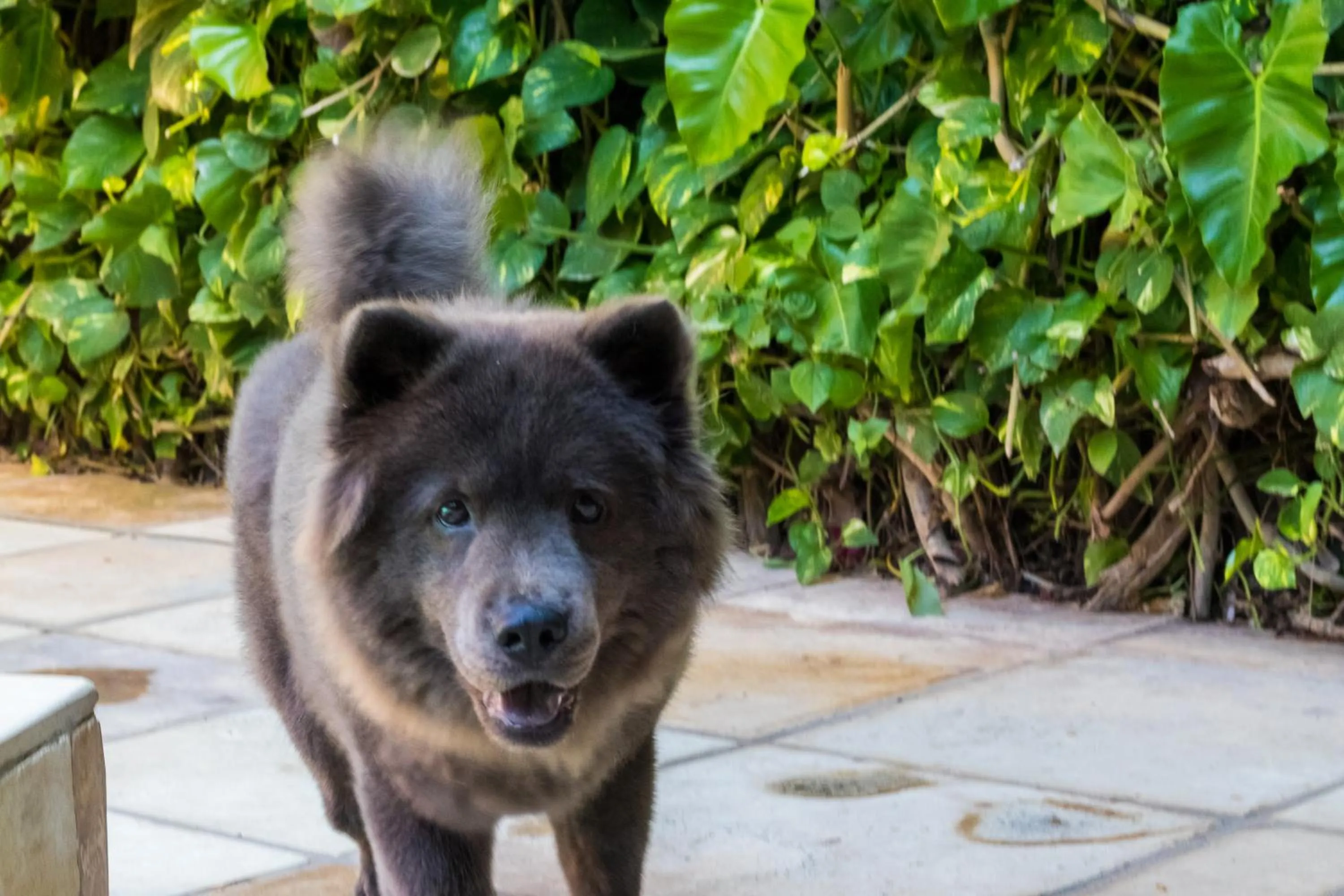 Pets in Hotel de Charme Castelinho