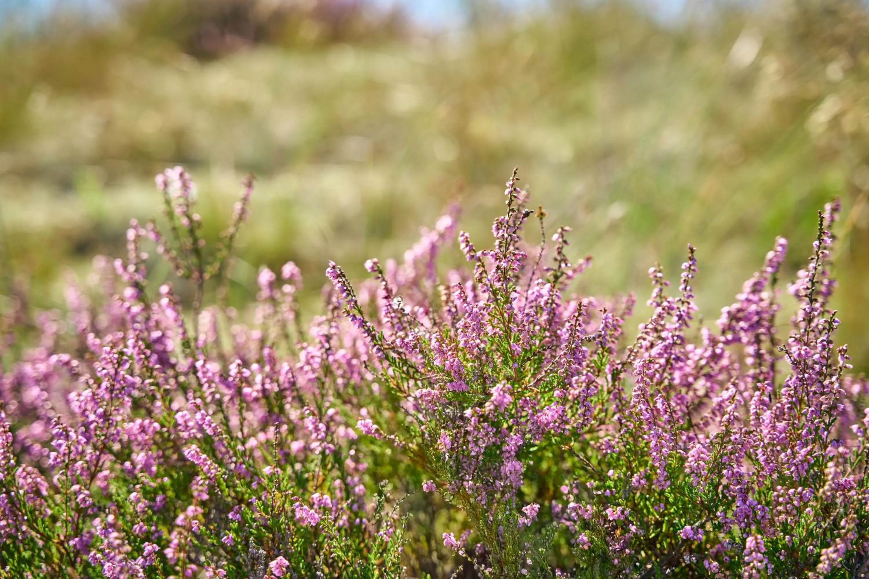 Natural landscape in Hotel Hvide Klit