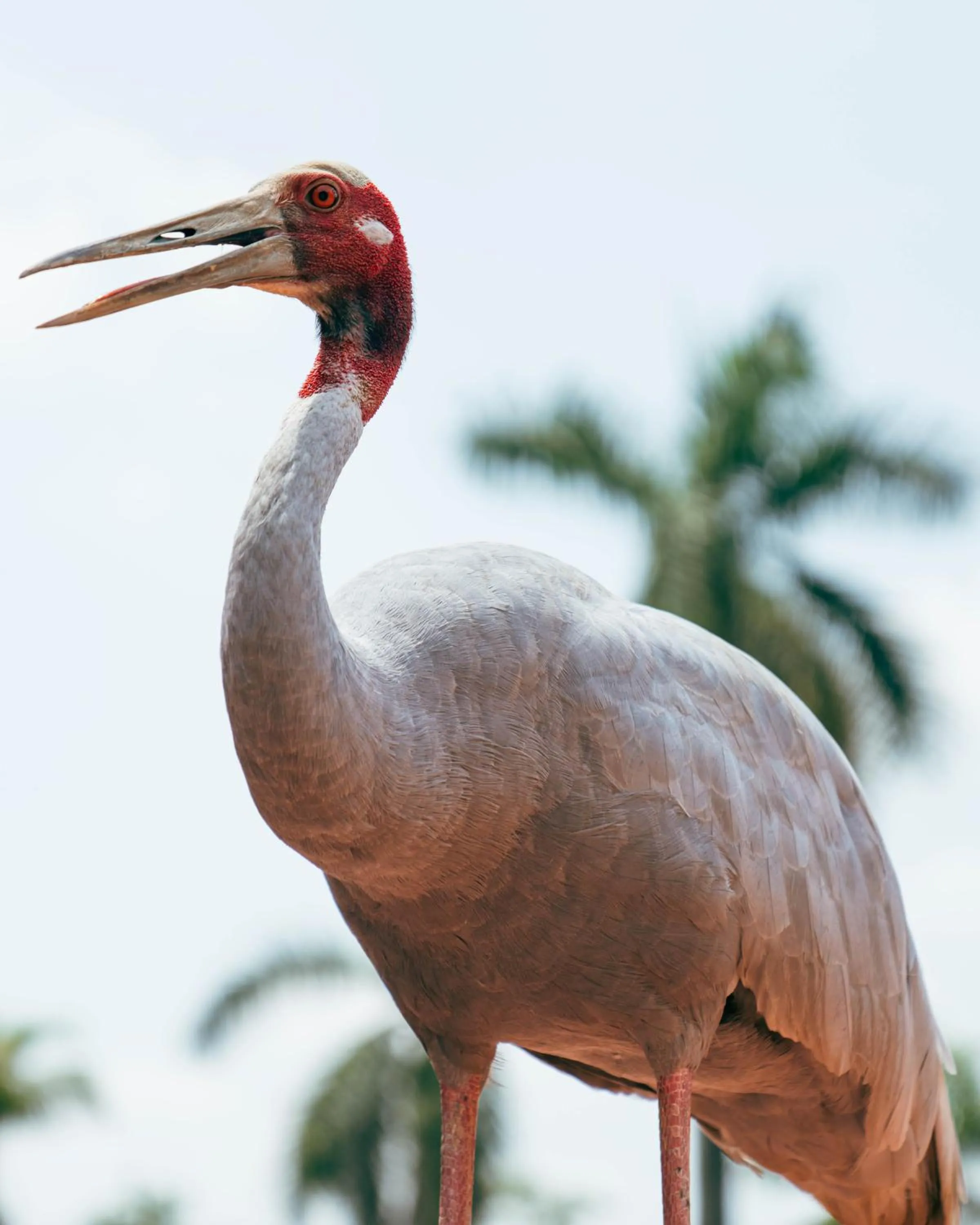 Animals in Hokke Lumbini