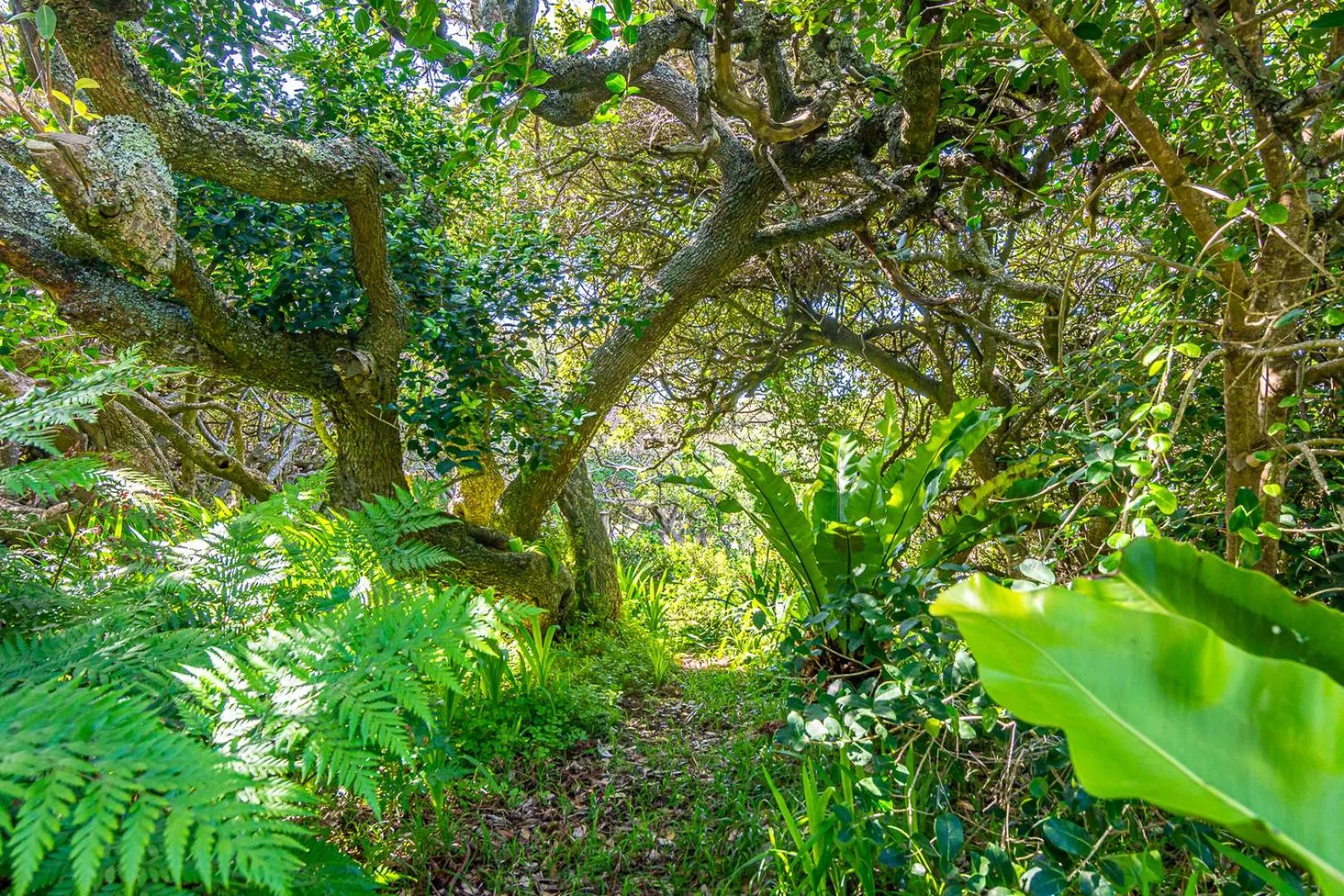 Garden in Kennedys Beach Villa