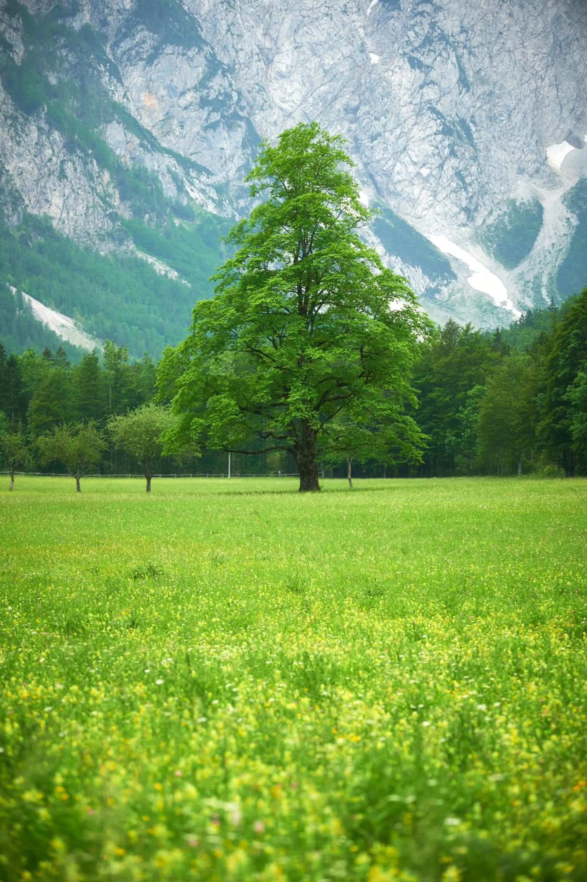 Hotel Plesnik Logar Valley