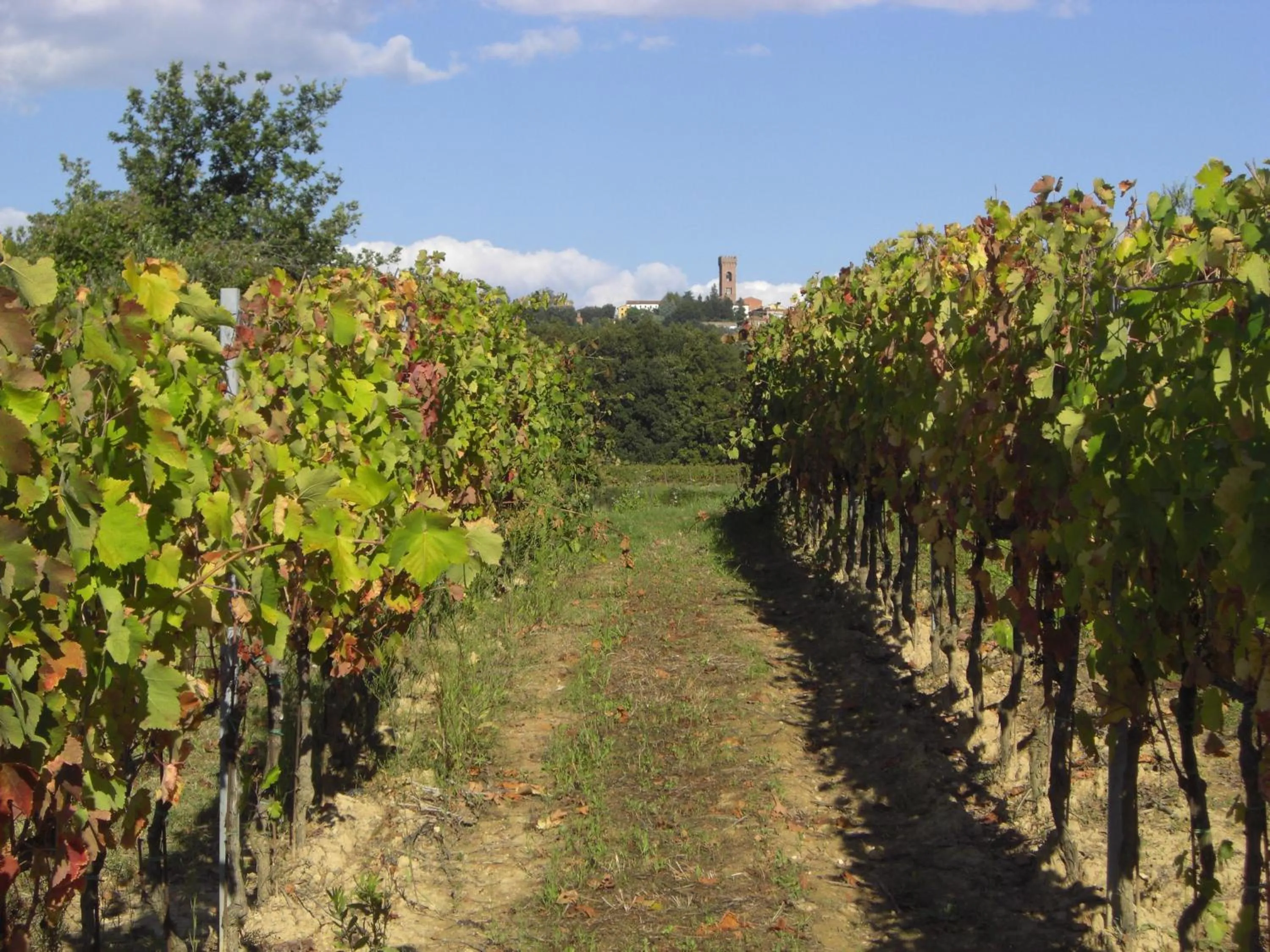 Property building in Buonamico Wine Resort