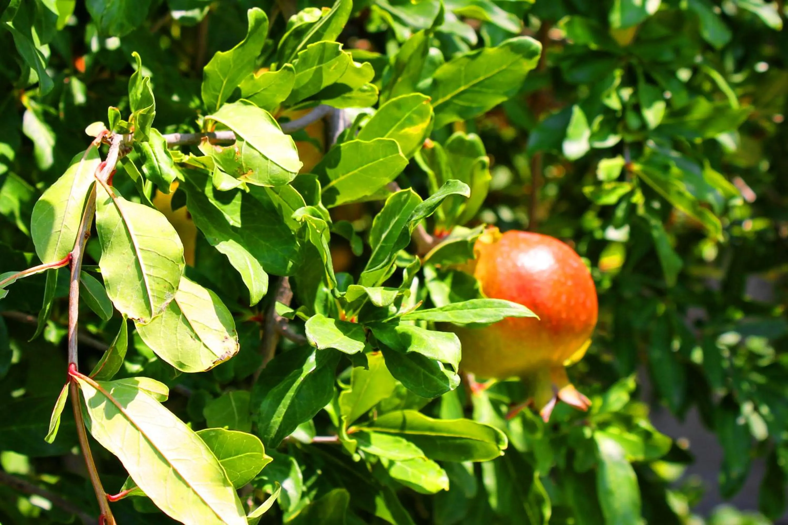 Garden in Irem Garden Hotel & Apartments