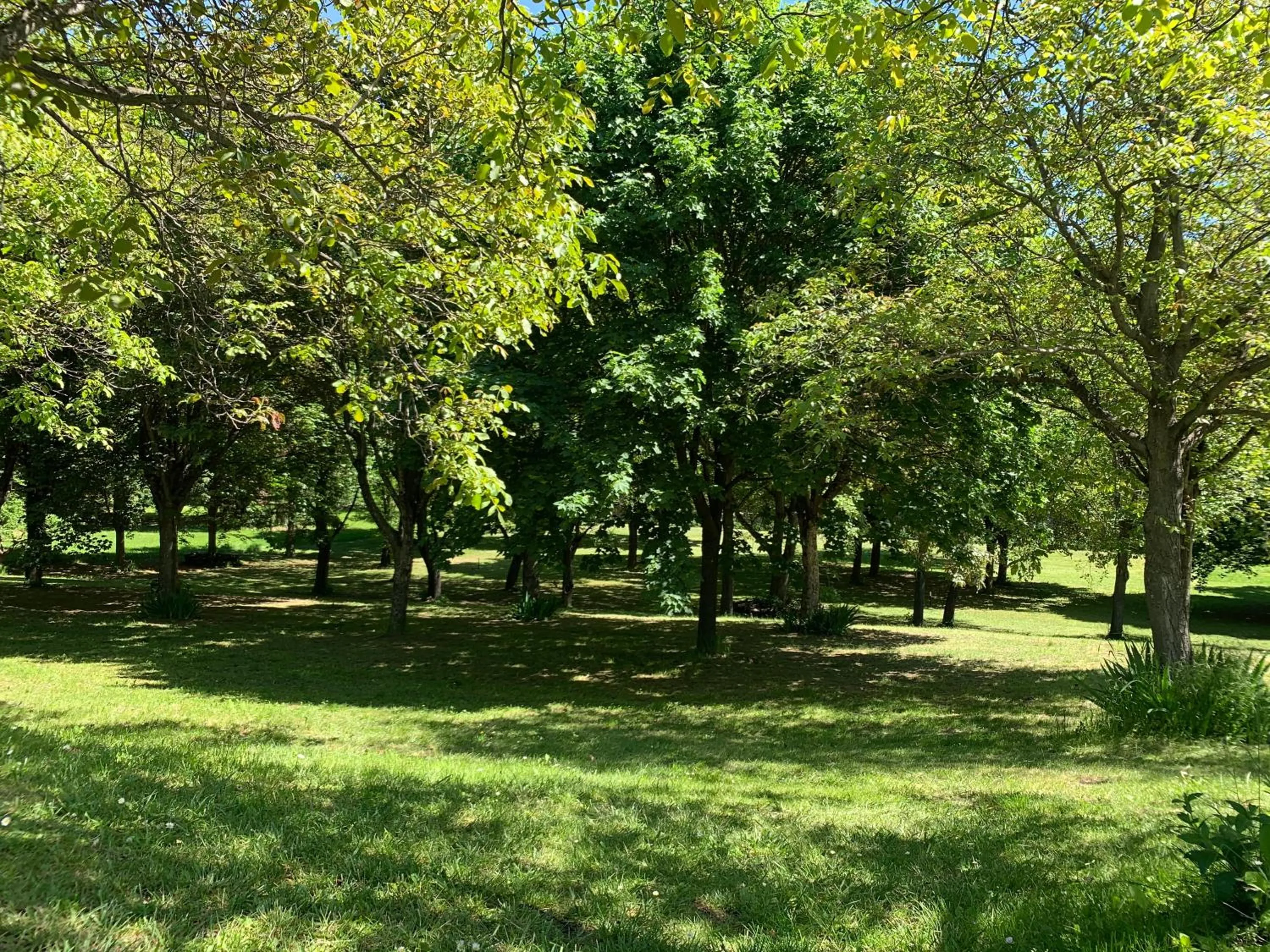 Garden in Hotel Milleluci