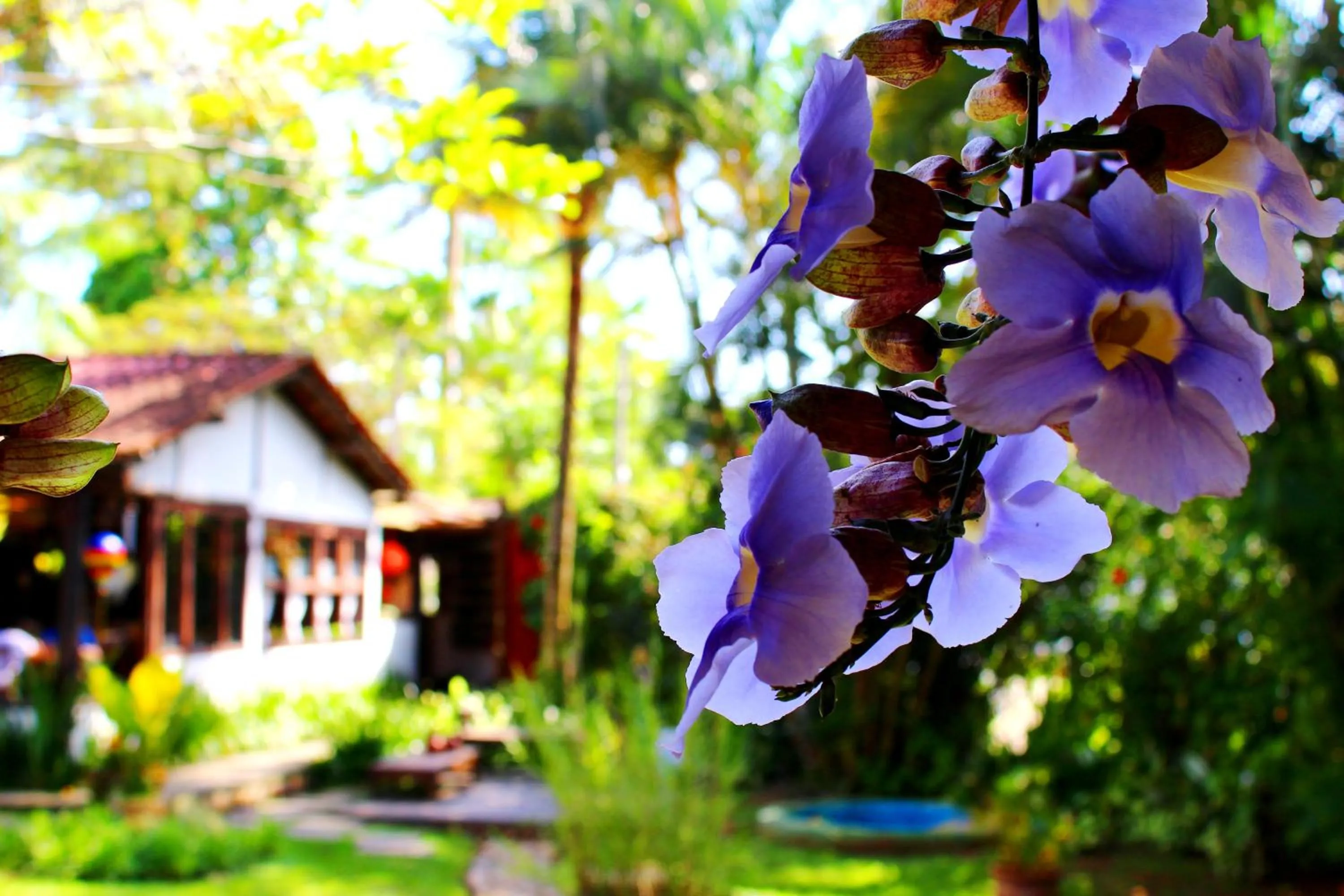 Garden in Recanto das Andorinhas Studios