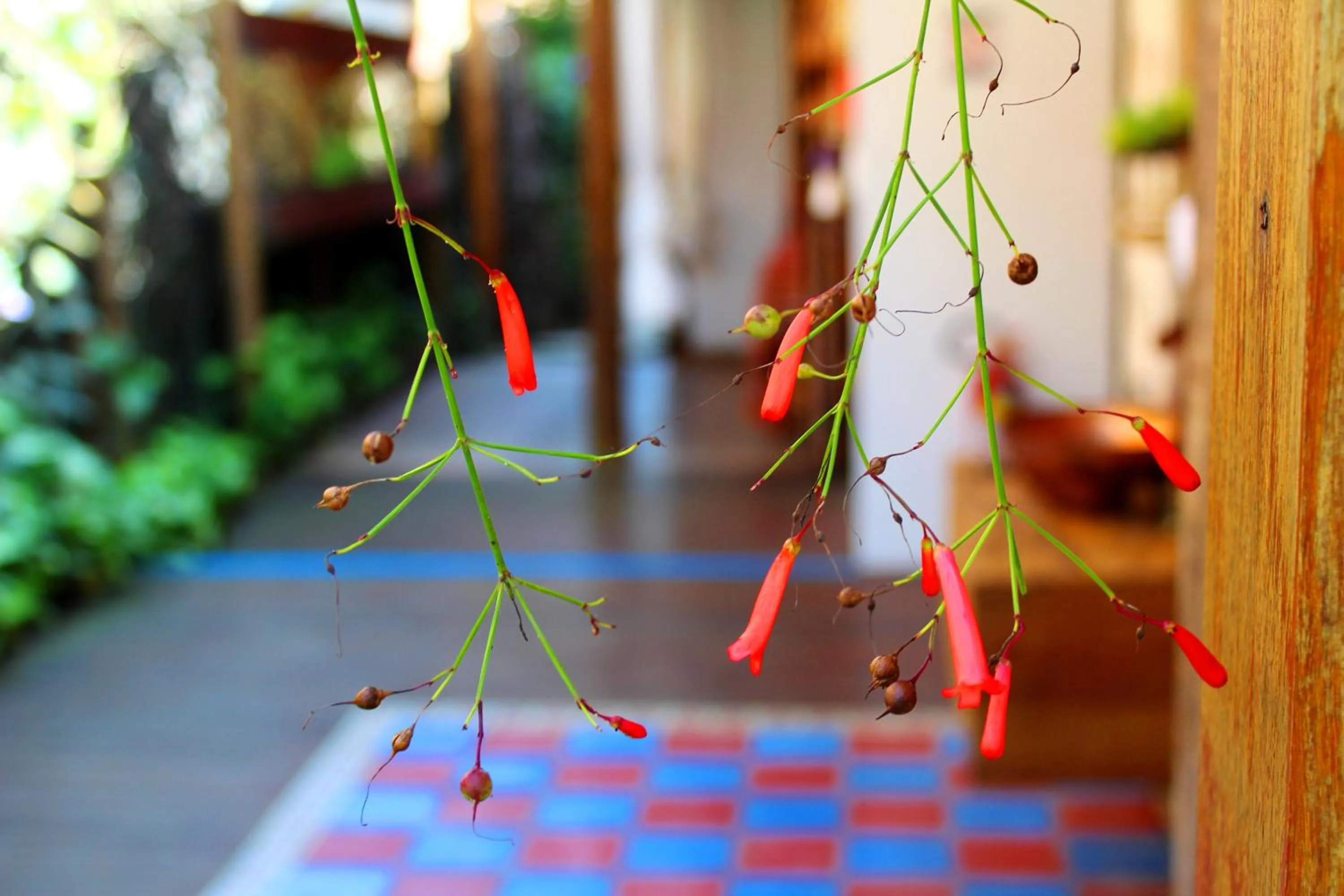 Activities in Recanto das Andorinhas Studios