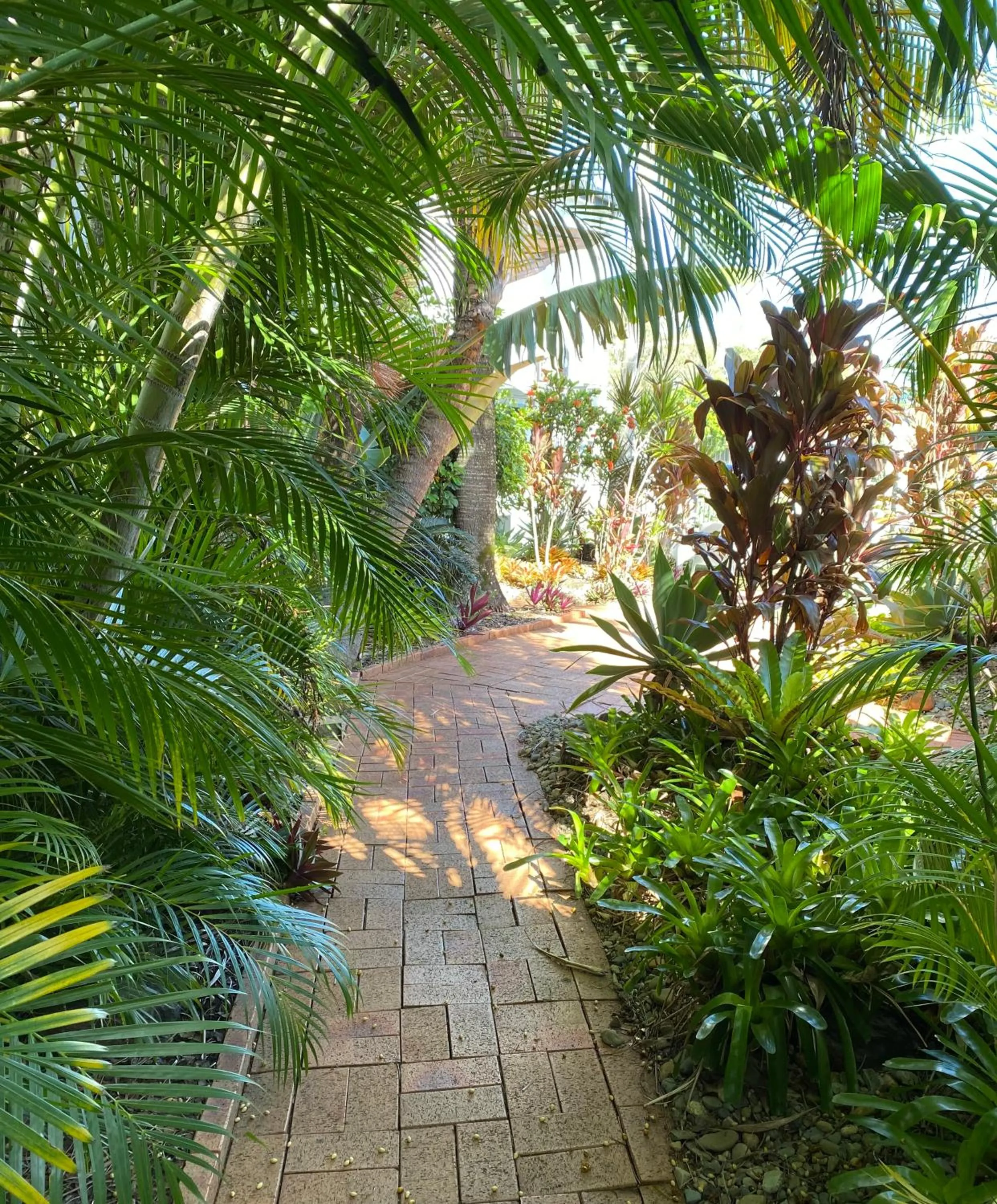 Garden in Ballina Homestead Motel