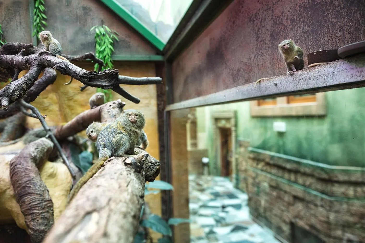 Animals in Wellness Hotel Babylon