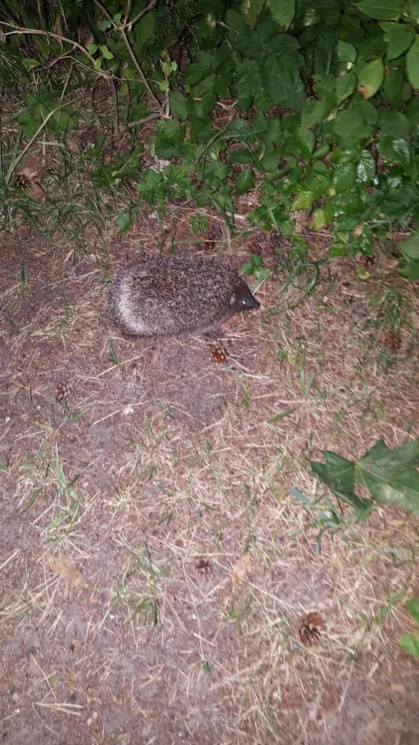 Animals in Amber Coast & Sea