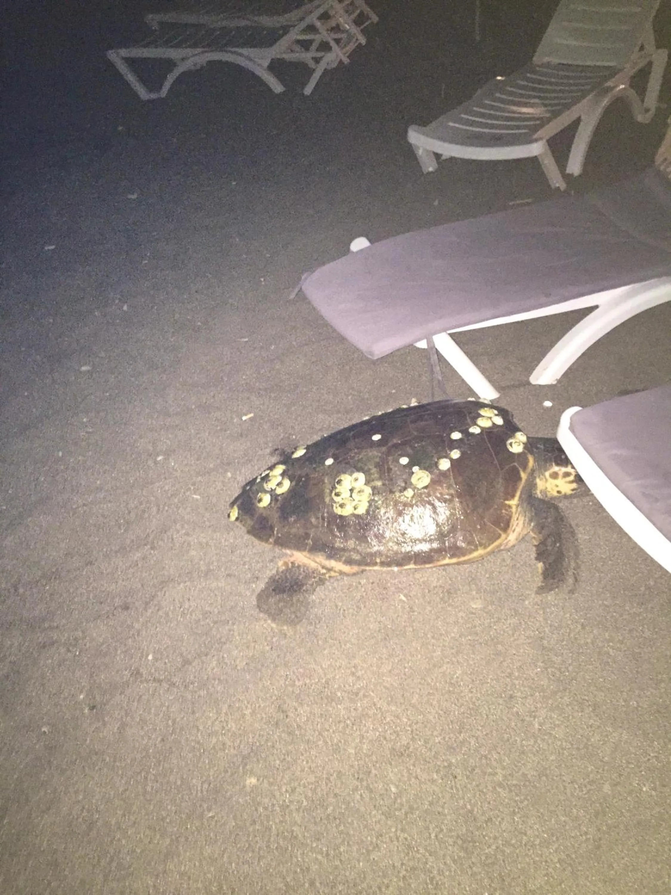 Animals in Ford Hotel