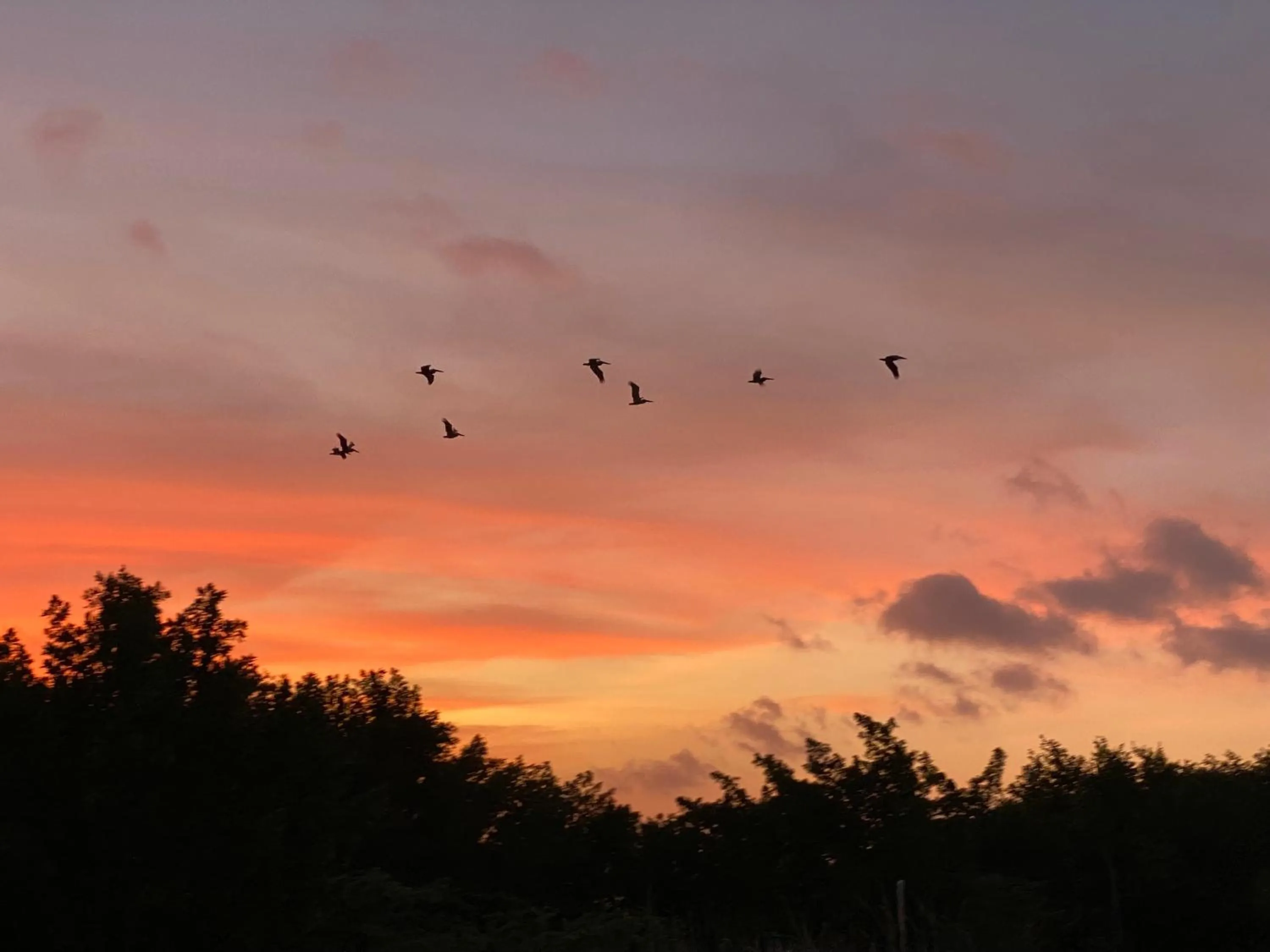 Coccoloba Beach Hotel