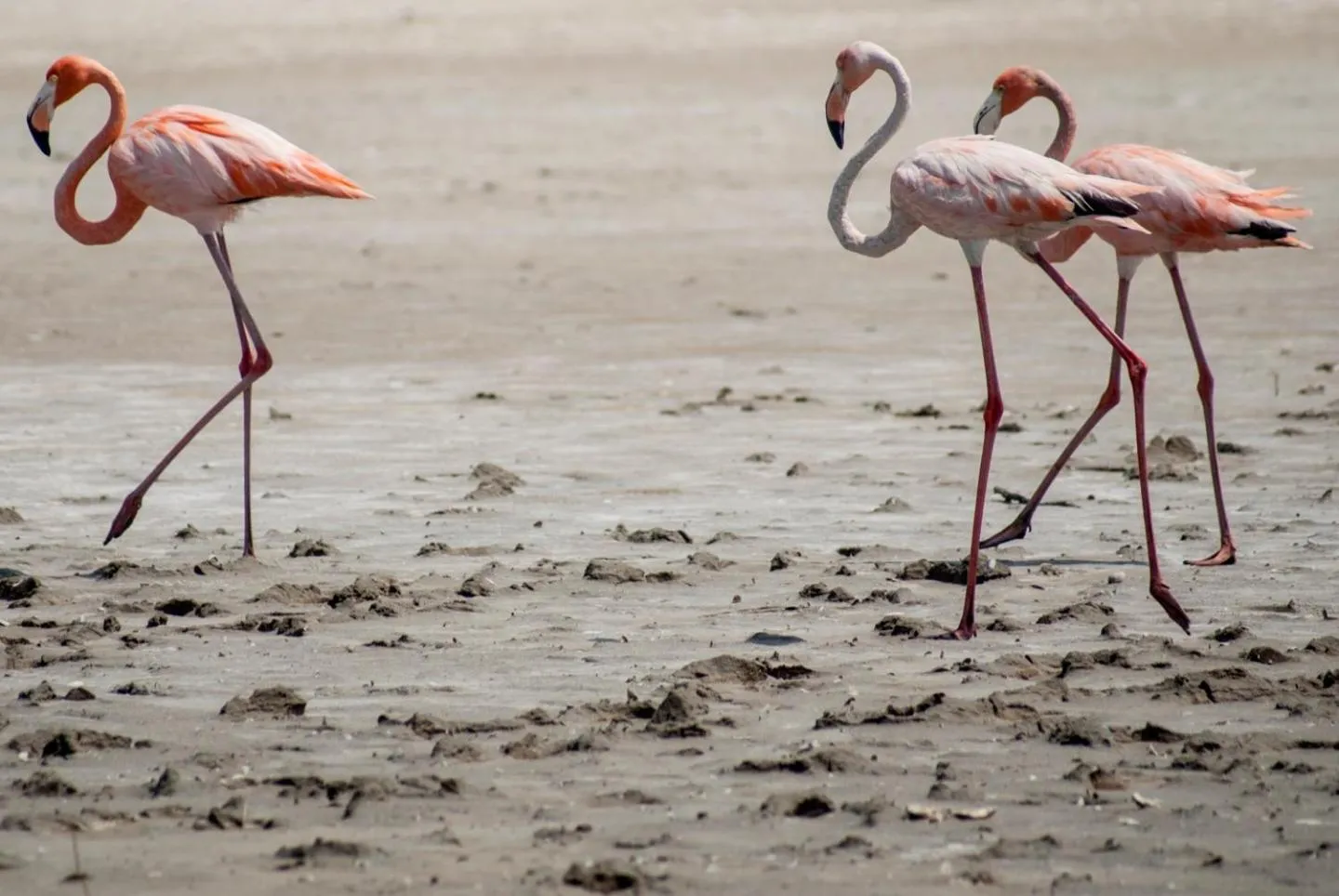 Animals in Coccoloba Beach Hotel