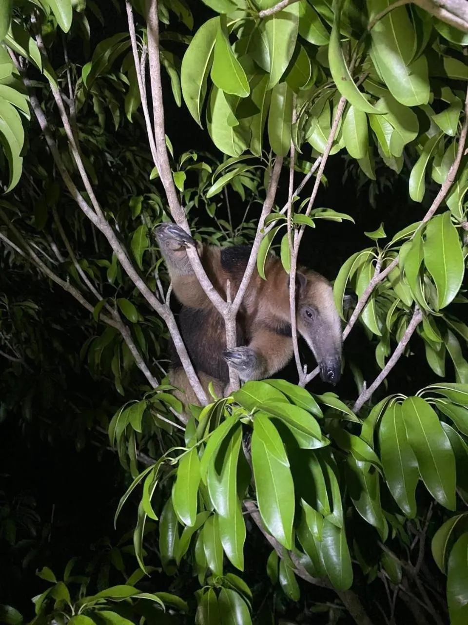 Coccoloba Beach Hotel