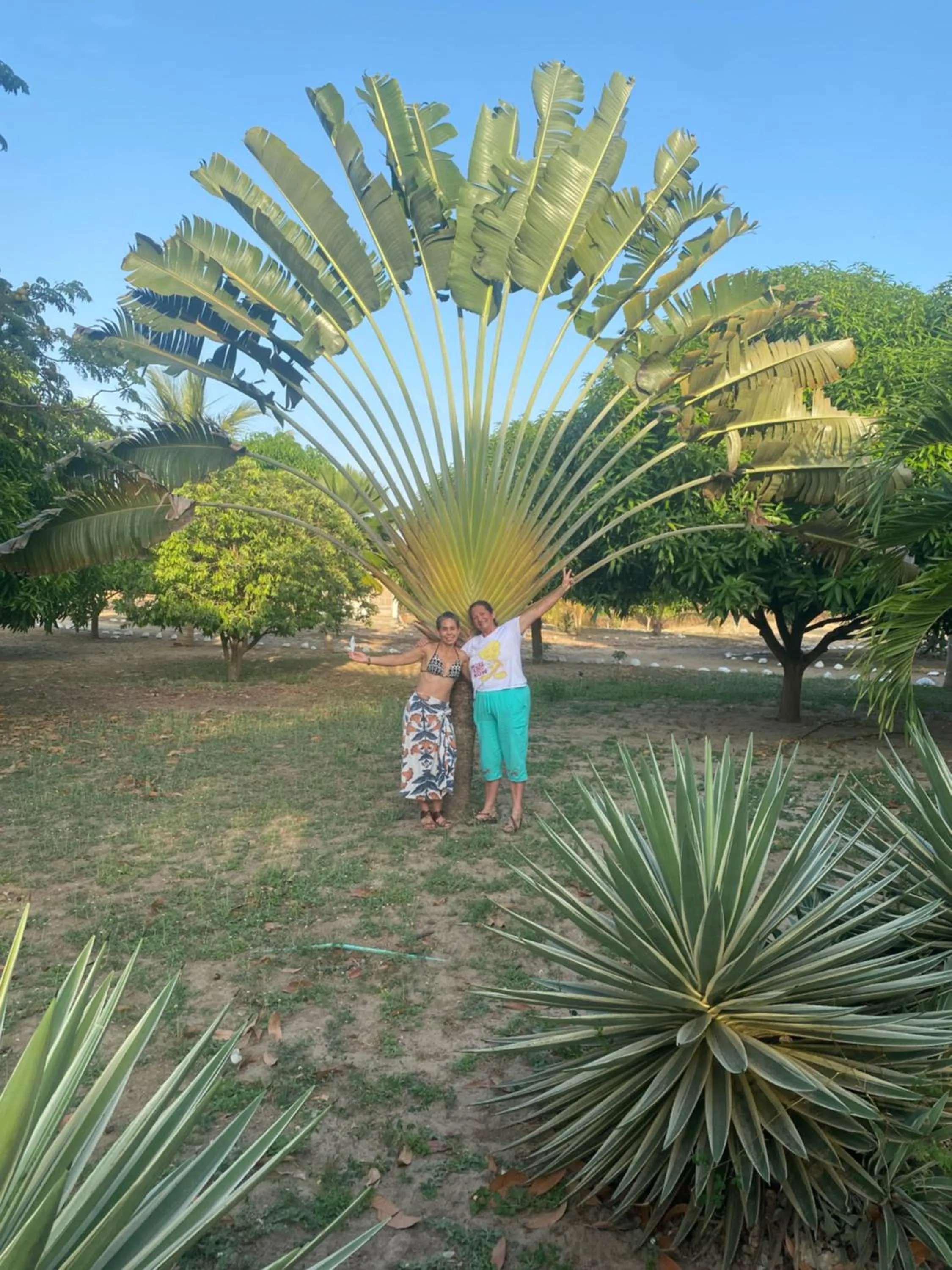 Coccoloba Beach Hotel