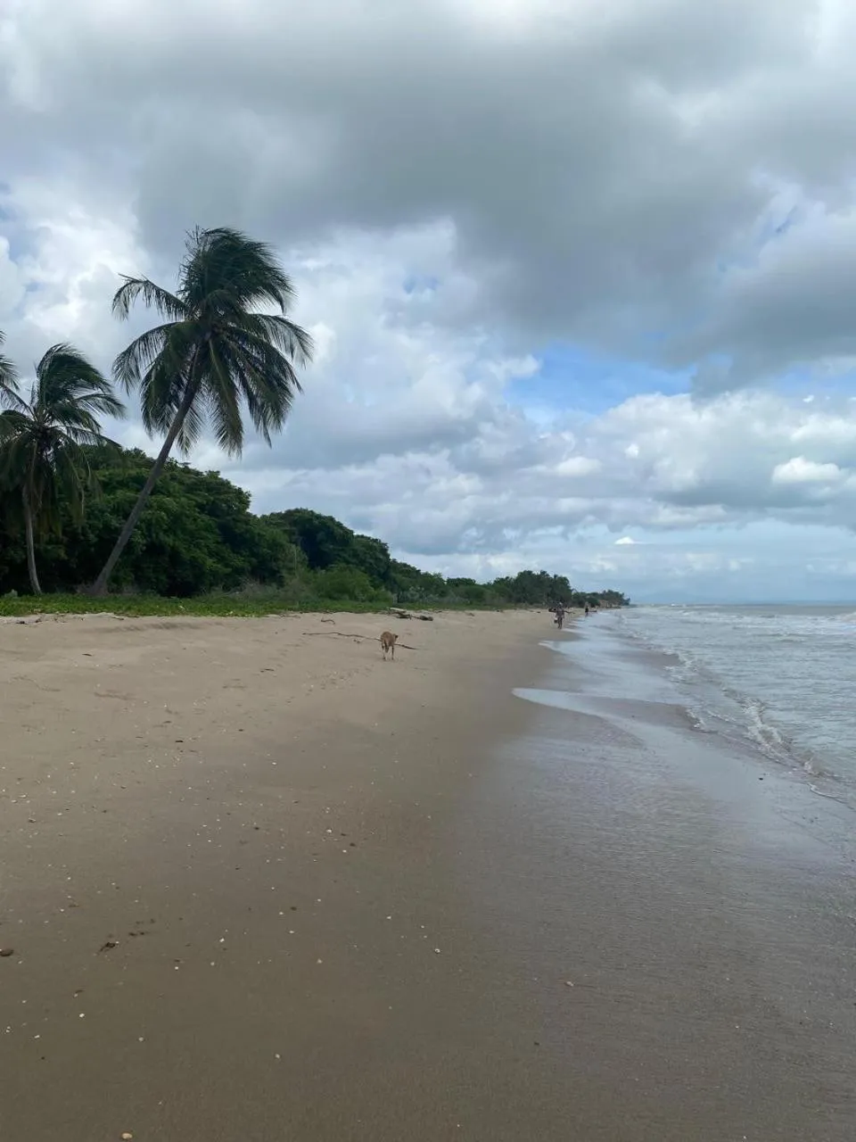 Coccoloba Beach Hotel