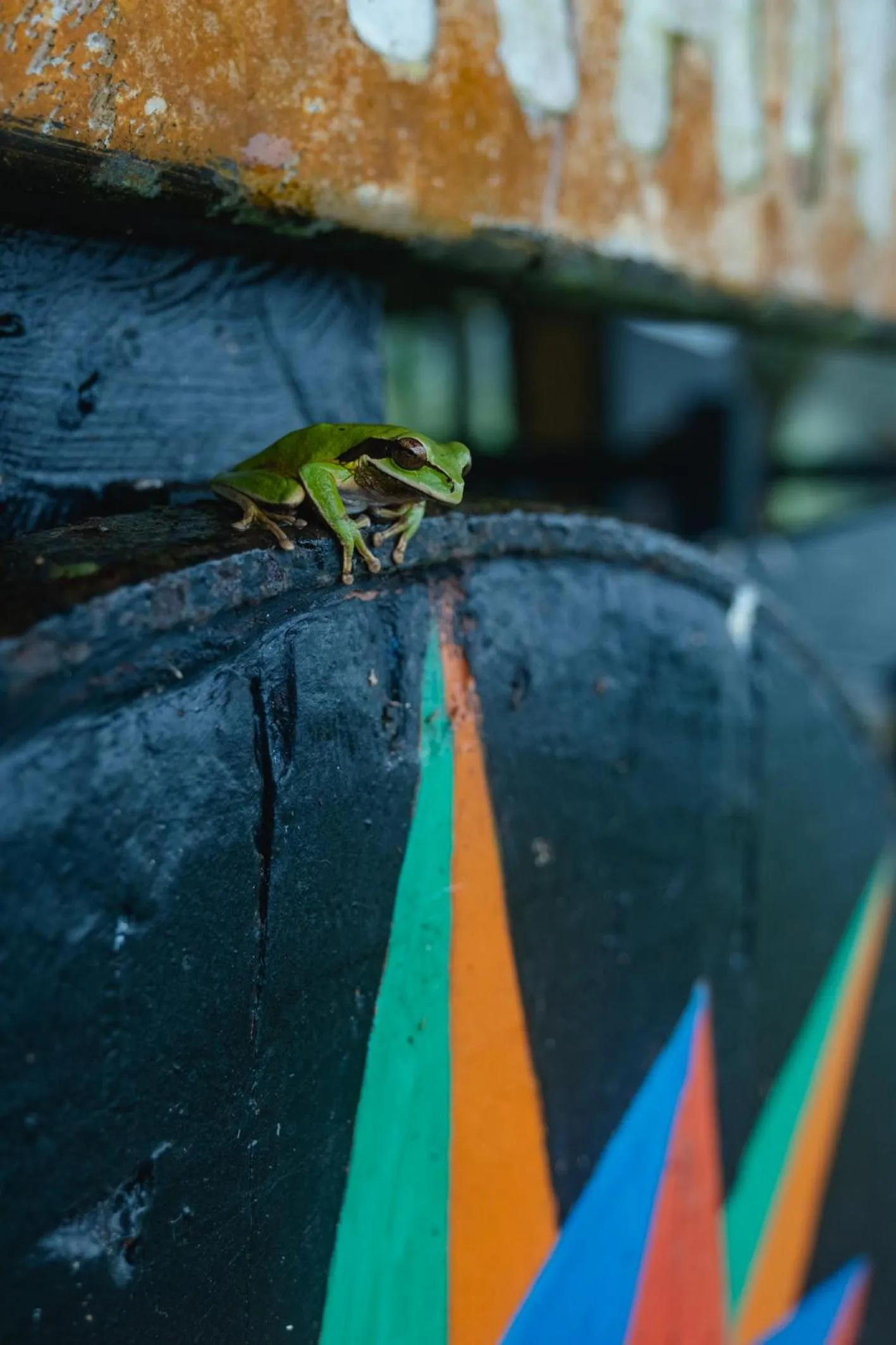Animals in Villa Blanca Cloud Forest Hotel & Retreat