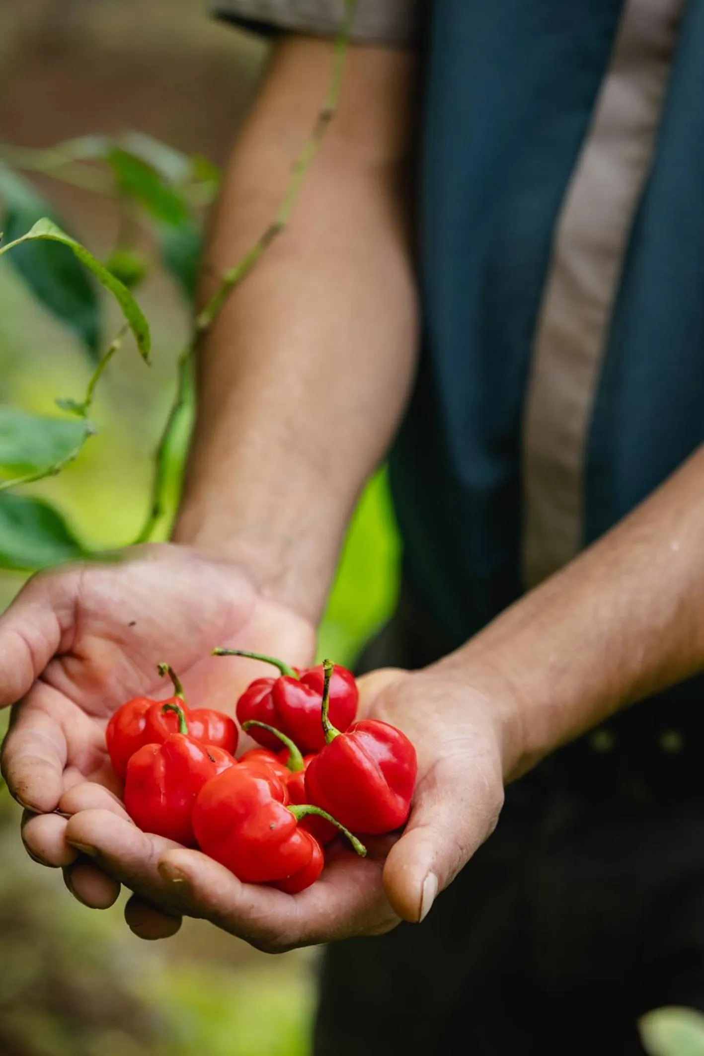 Garden in Villa Blanca Cloud Forest Hotel & Retreat